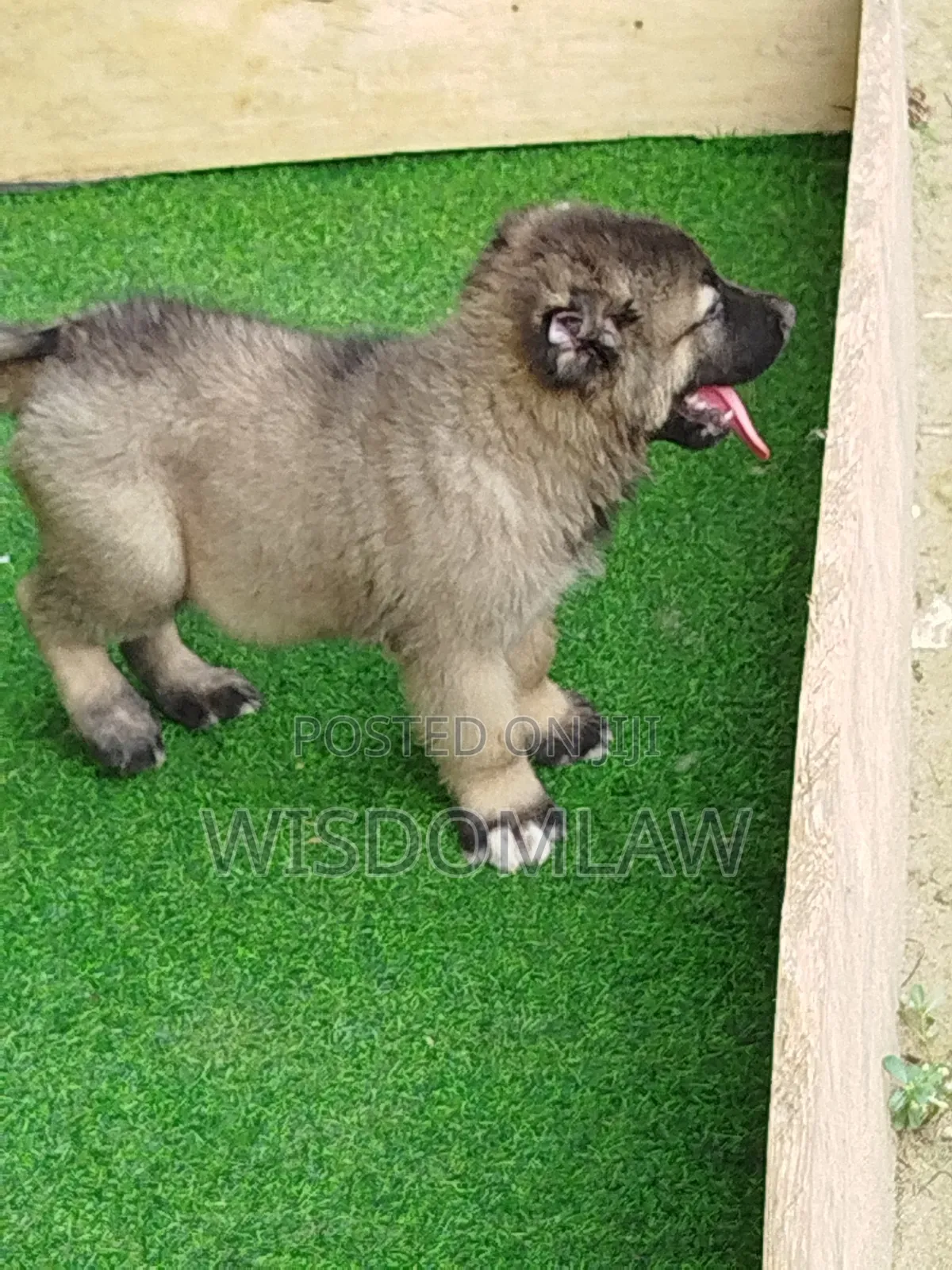 1-3 months Male Purebred Caucasian Shepherd