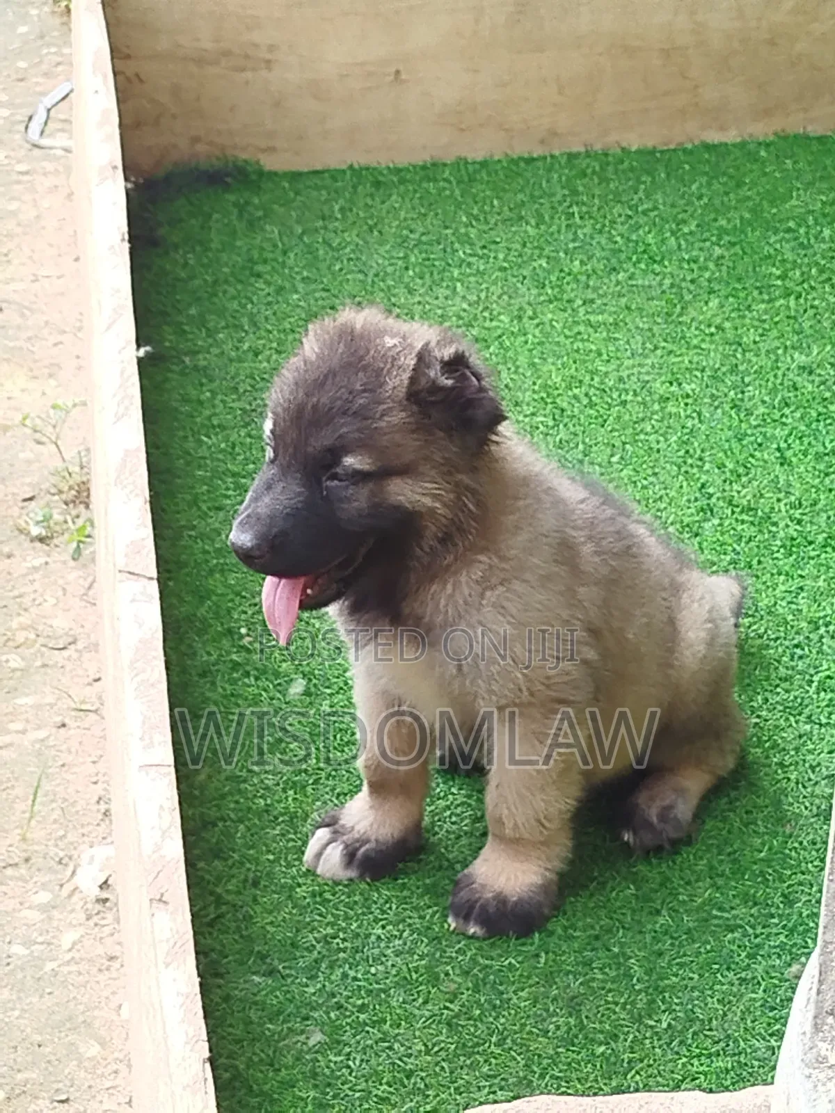 1-3 months Male Purebred Caucasian Shepherd