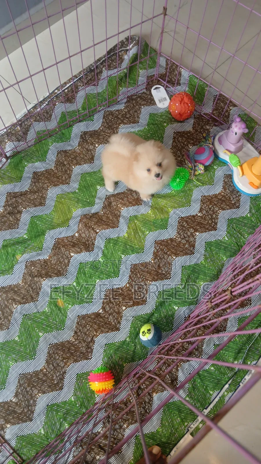 1-3 months Male Purebred Pomeranian