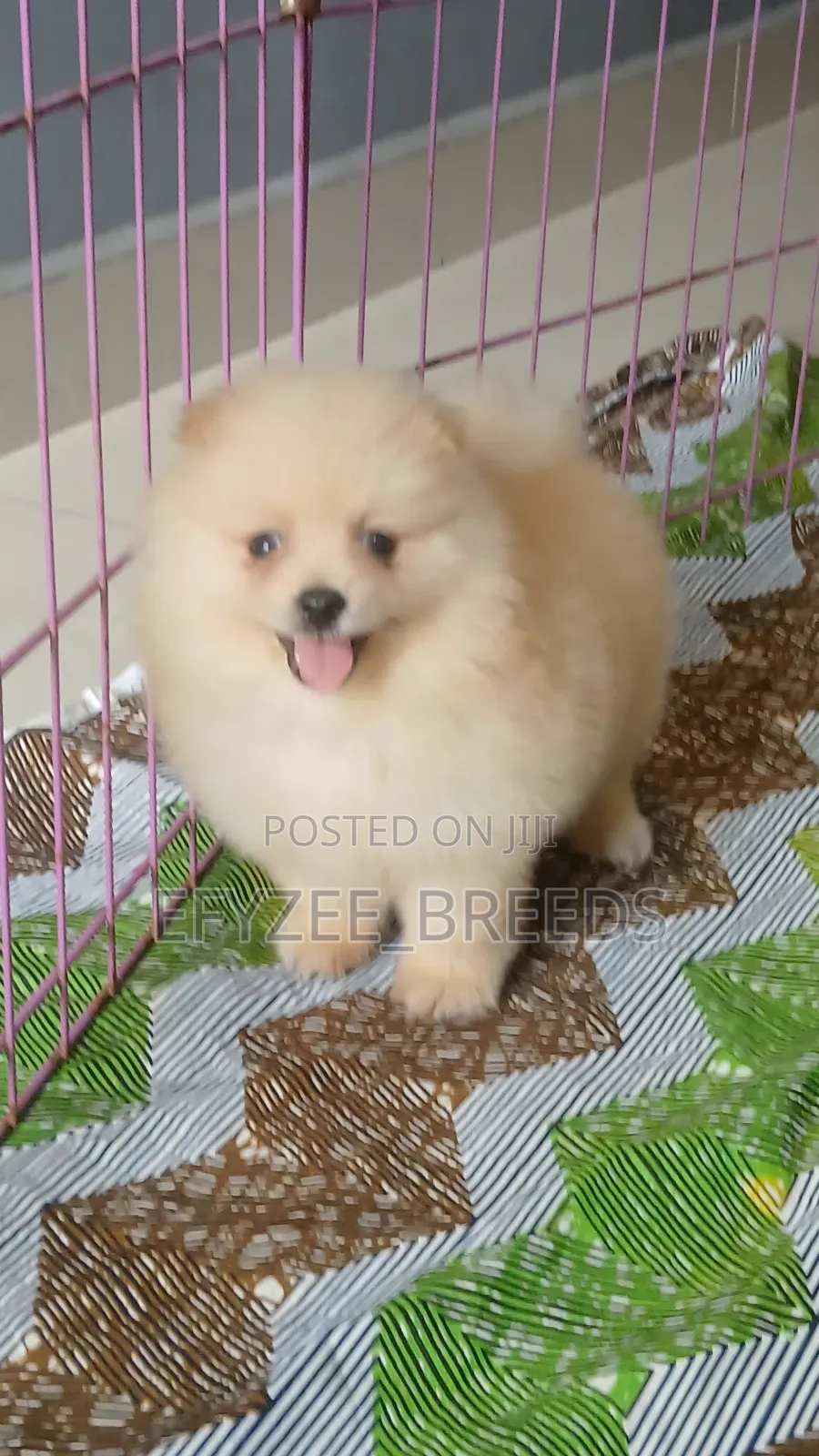 1-3 months Male Purebred Pomeranian