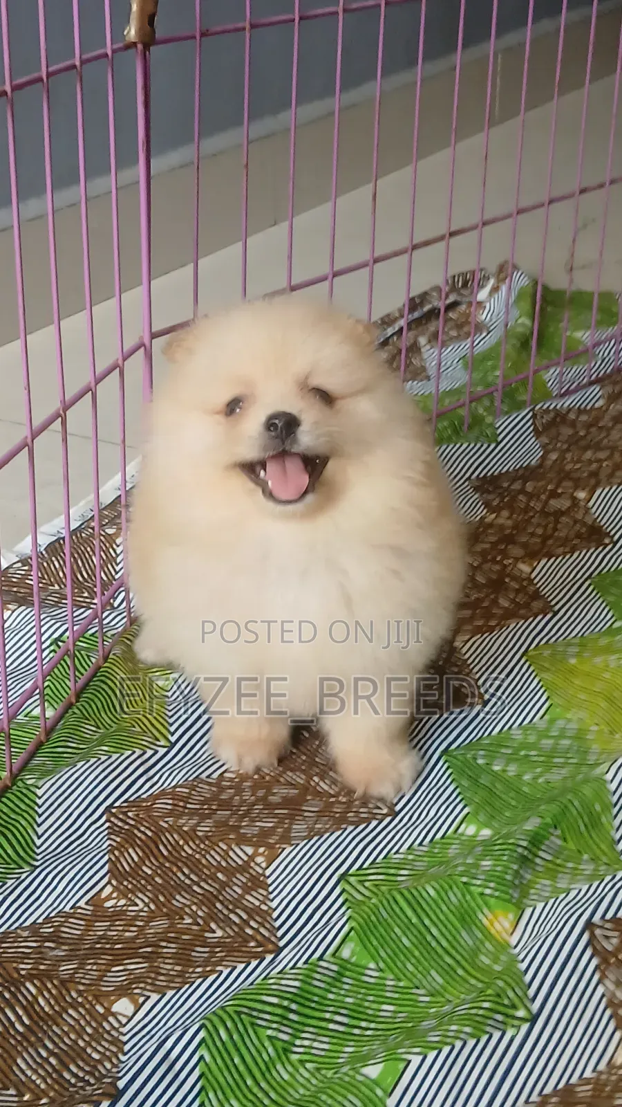 1-3 months Male Purebred Pomeranian