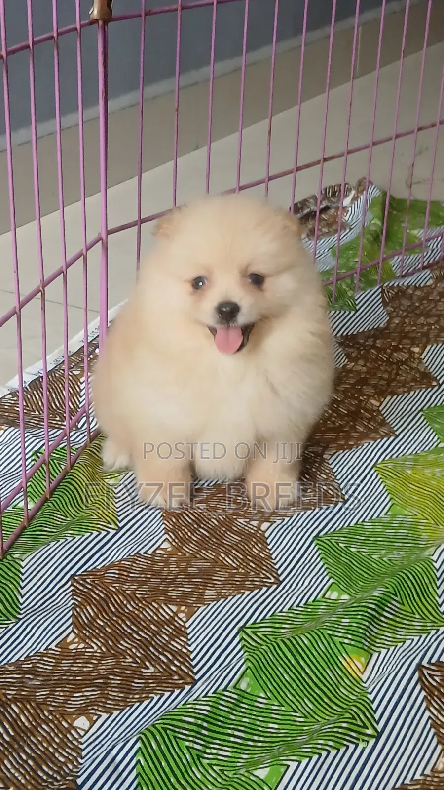 1-3 months Male Purebred Pomeranian