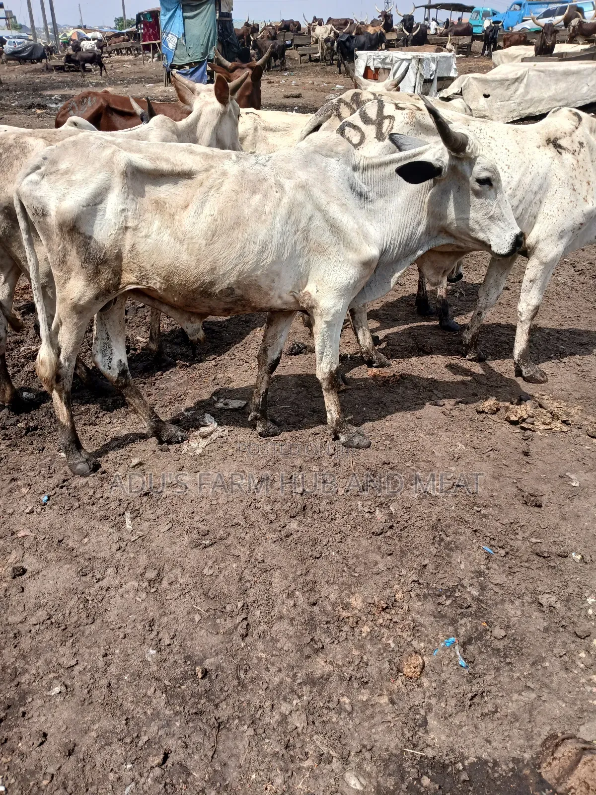 Healthy Medium Sized Cows in Lagos