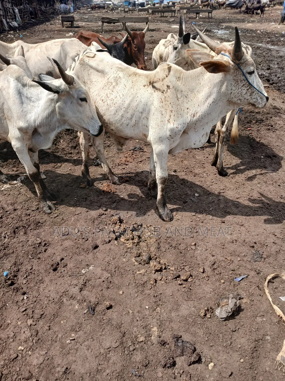 Healthy Medium Sized Cows in Lagos