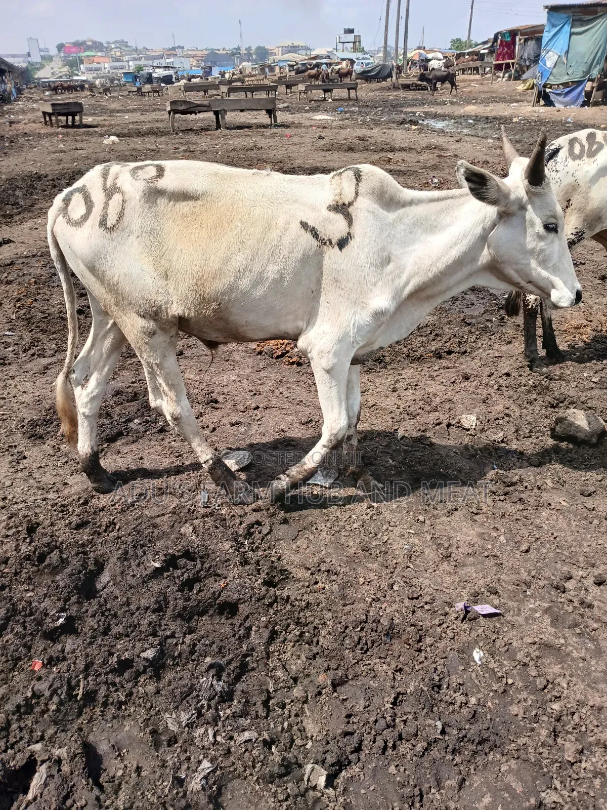 Healthy Medium Sized Cows in Lagos