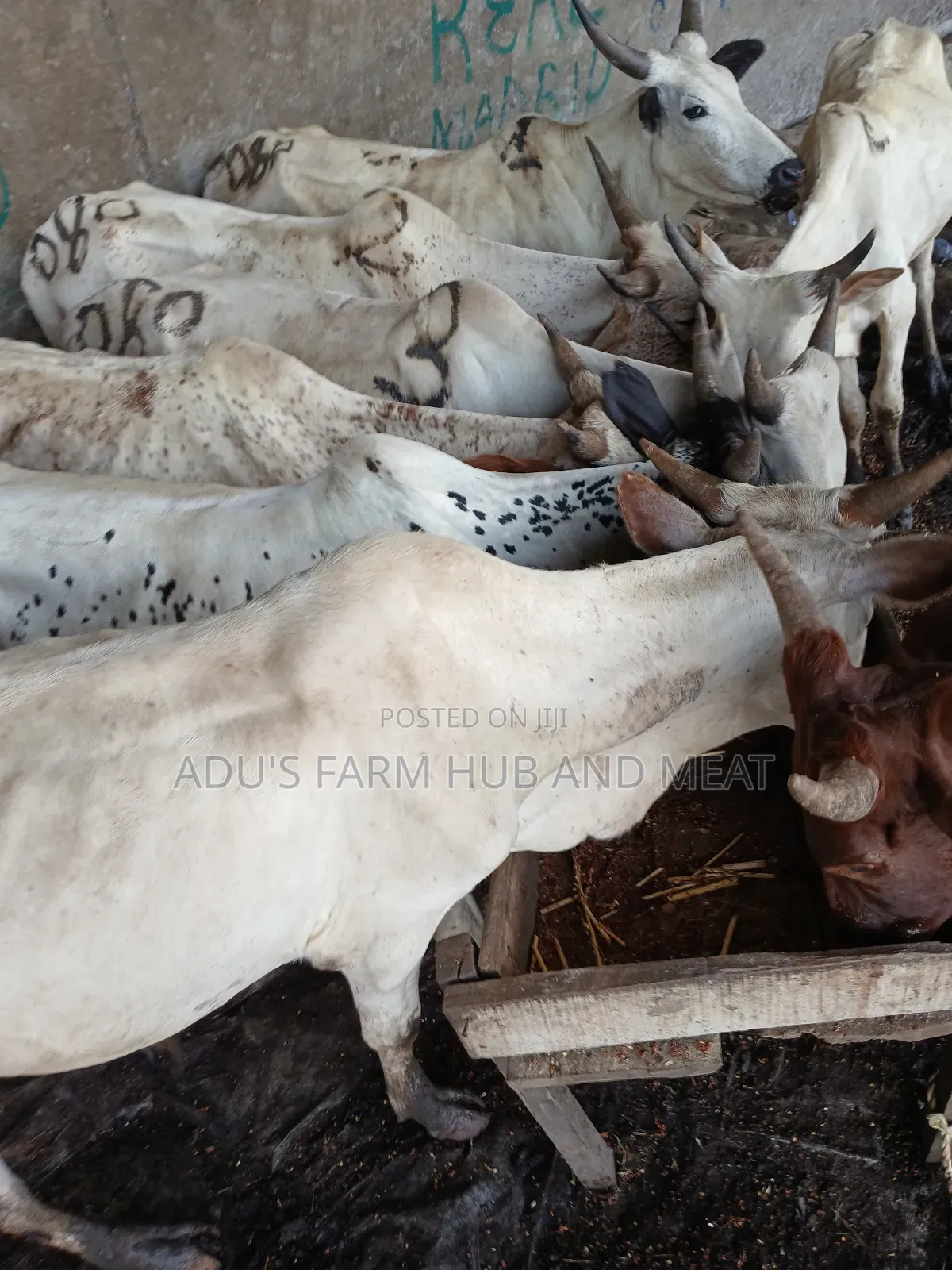 Healthy Medium Sized Cows in Lagos