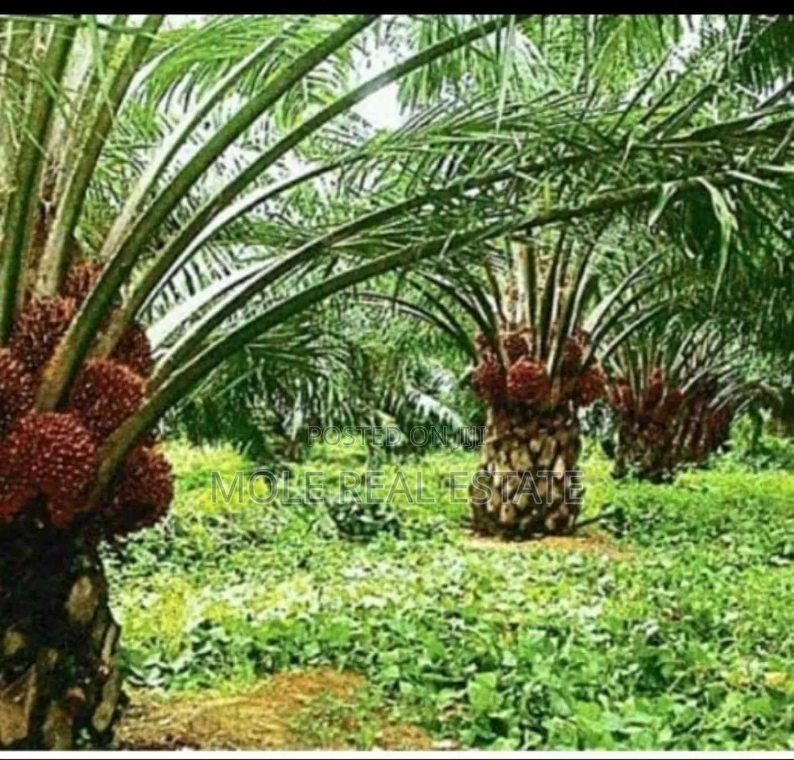 60 Acres of Palm Tree Farm Odogbolu Express