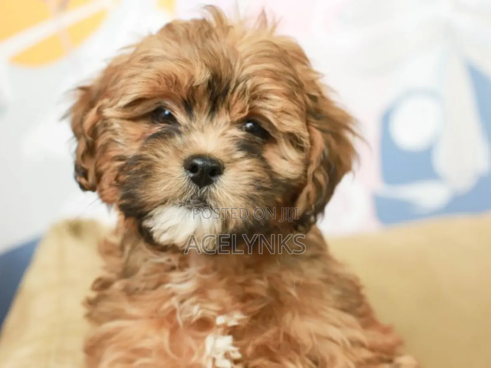 1-3 months Female Purebred Lhasa Apso
