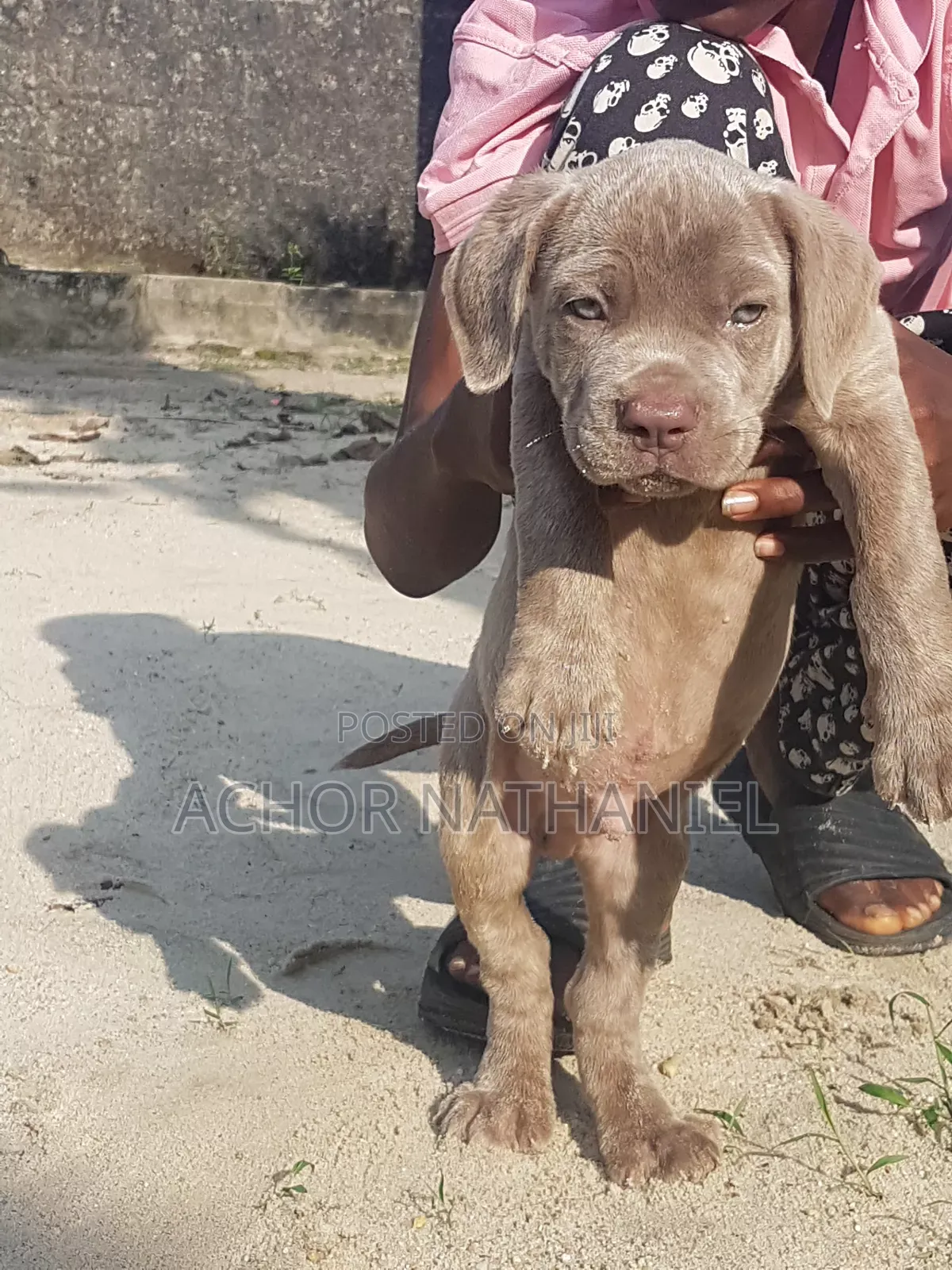 1-3 months Male Purebred Cane Corso