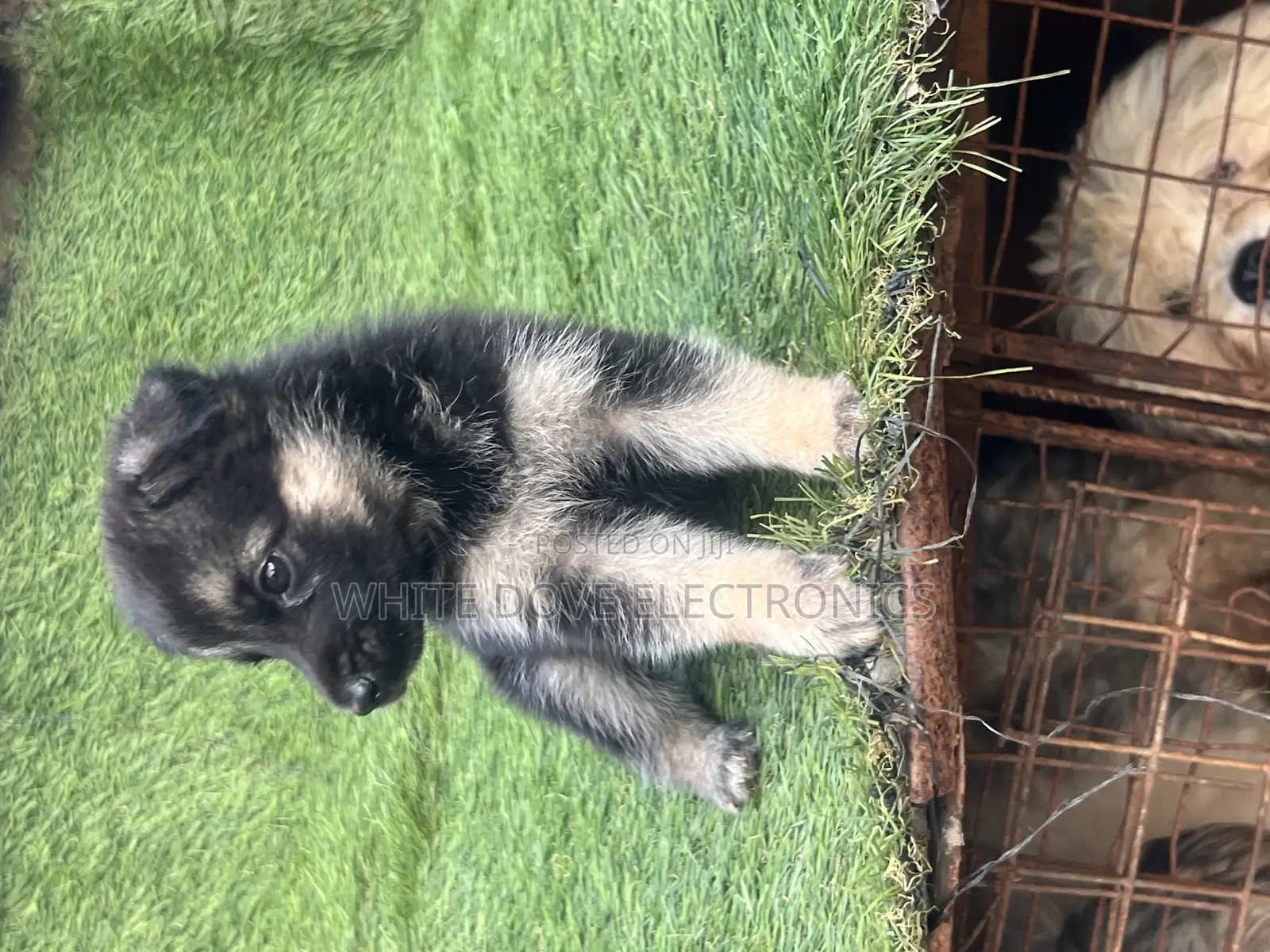 1-3 months Female Purebred German Shepherd