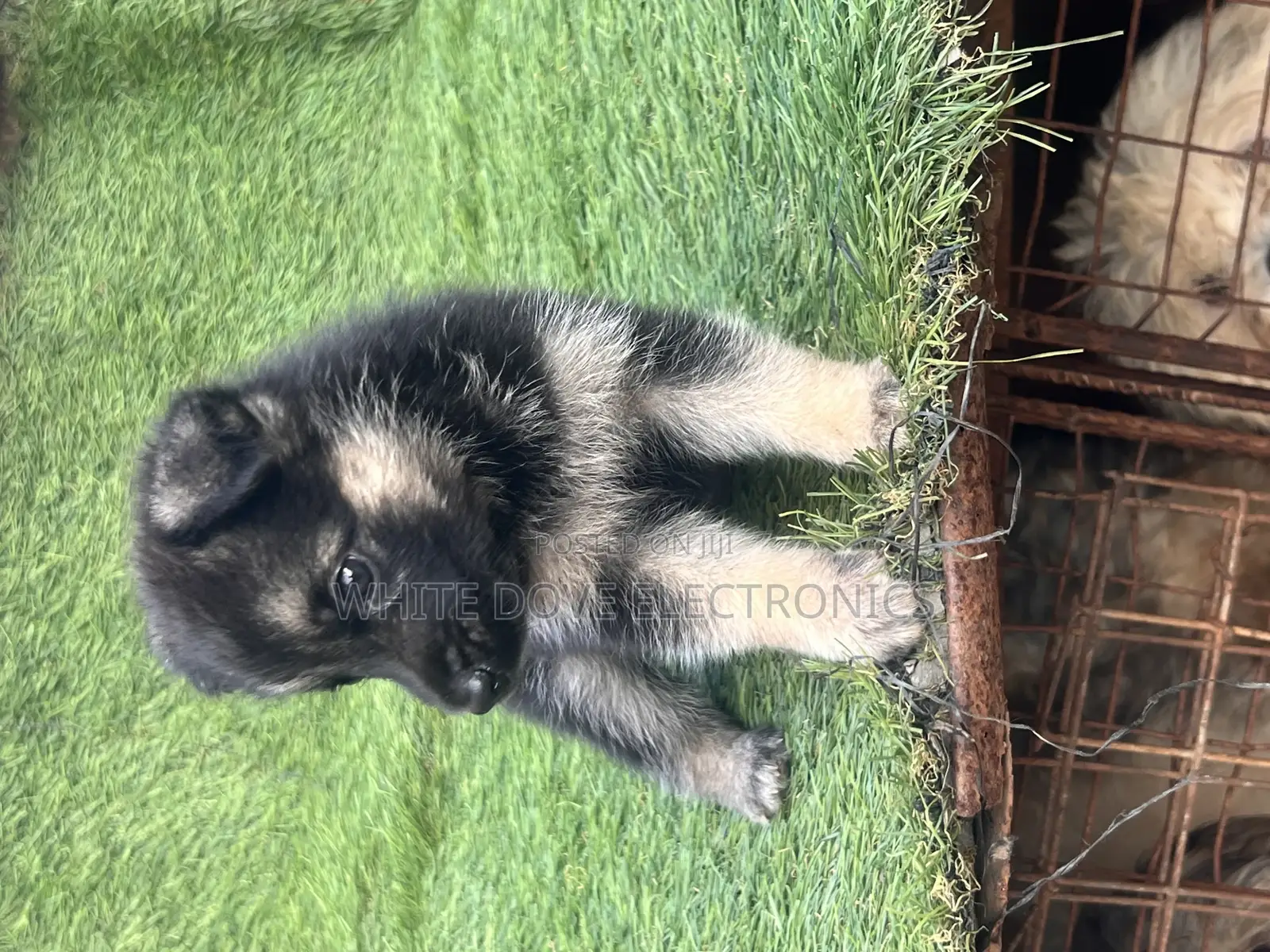 1-3 months Female Purebred German Shepherd