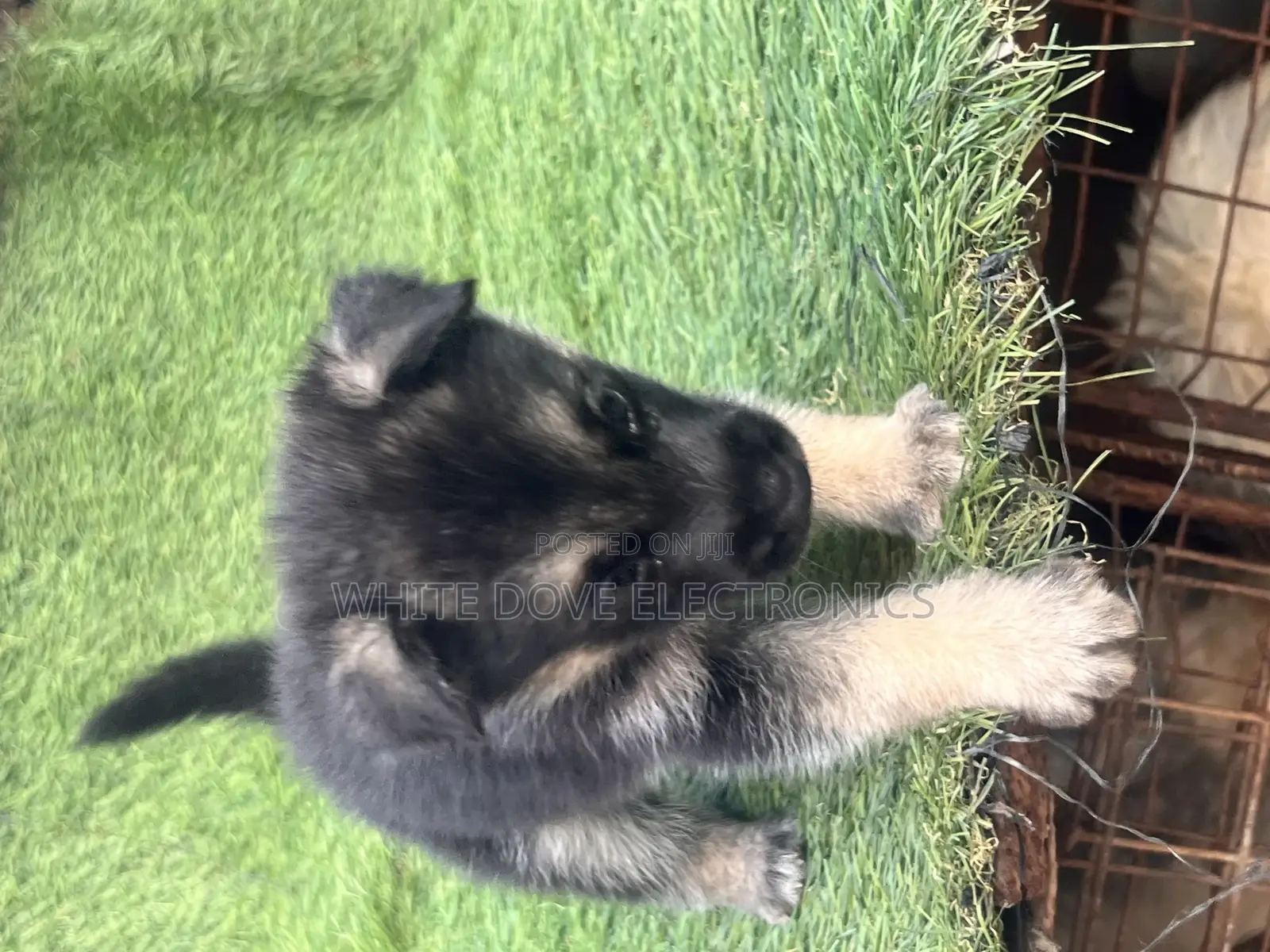 1-3 months Female Purebred German Shepherd