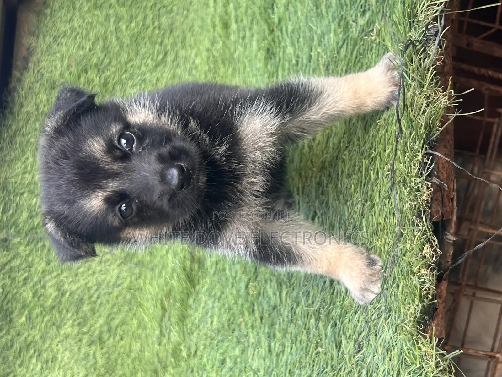 1-3 months Female Purebred German Shepherd