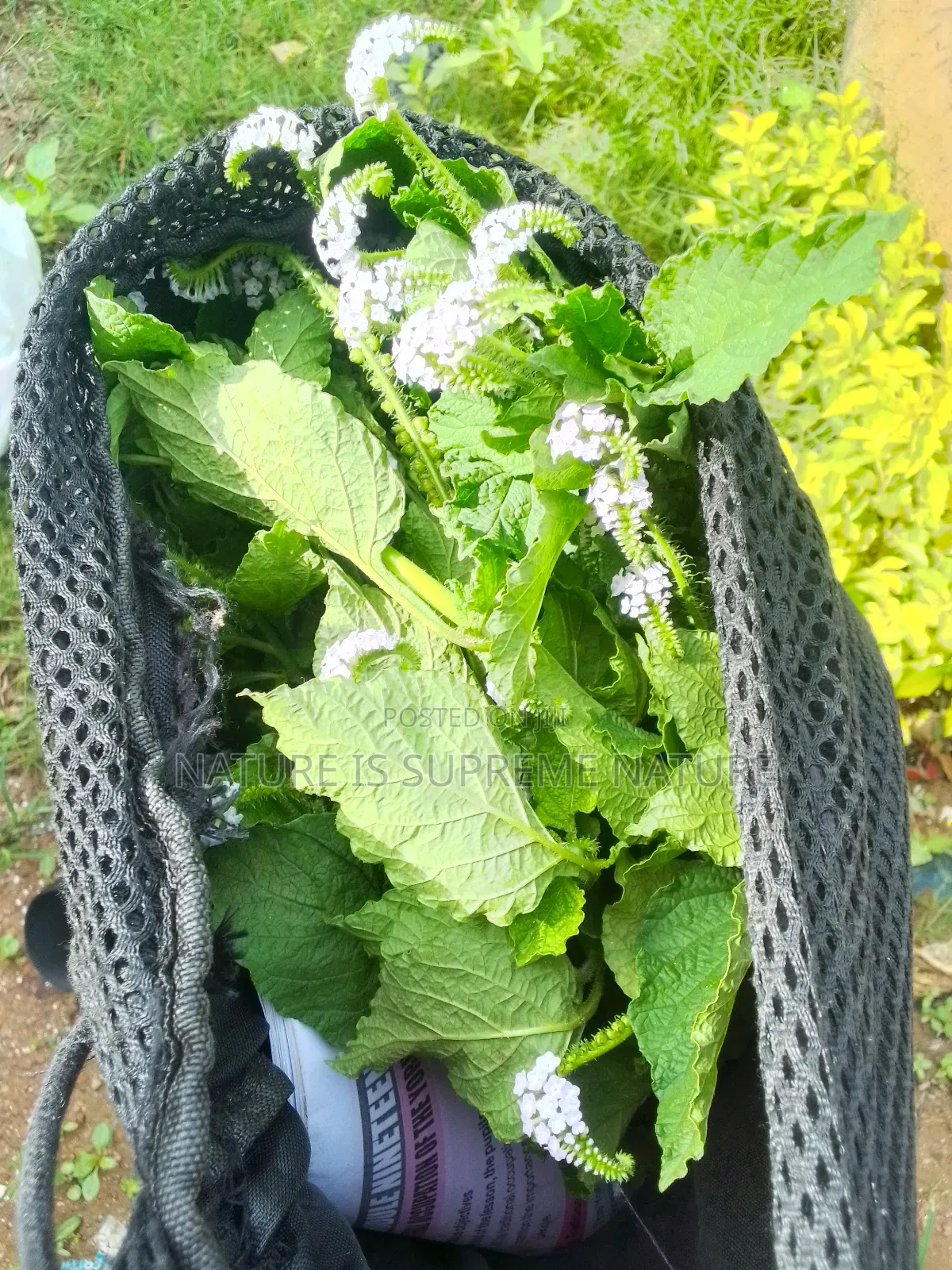 Heliotropium Indicum Aka Scorpion Tail,Ogbe Ori Akuko