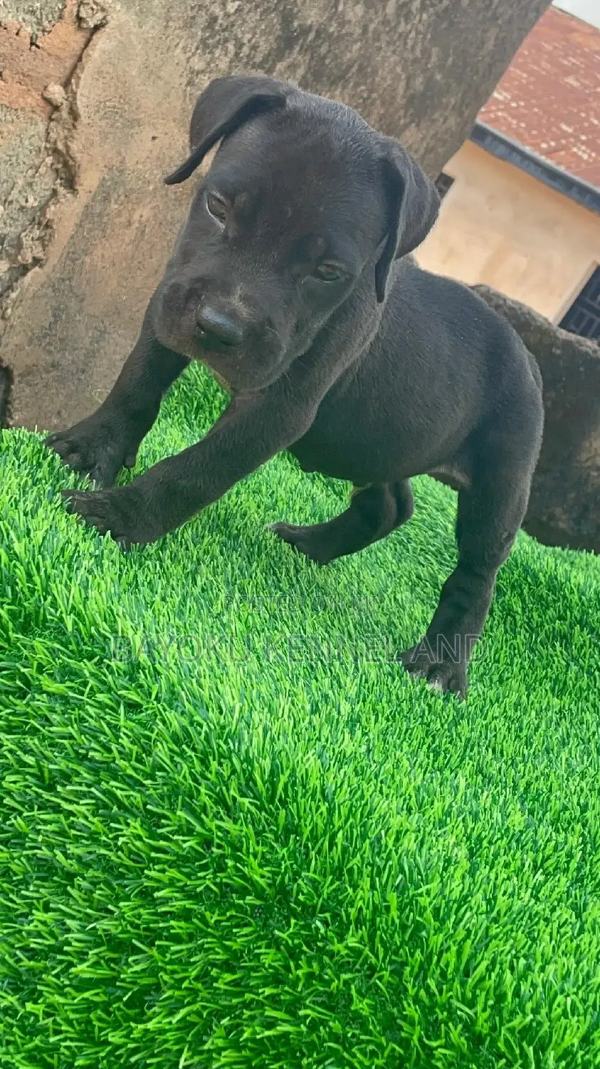 1-3 months Male Purebred Cane Corso