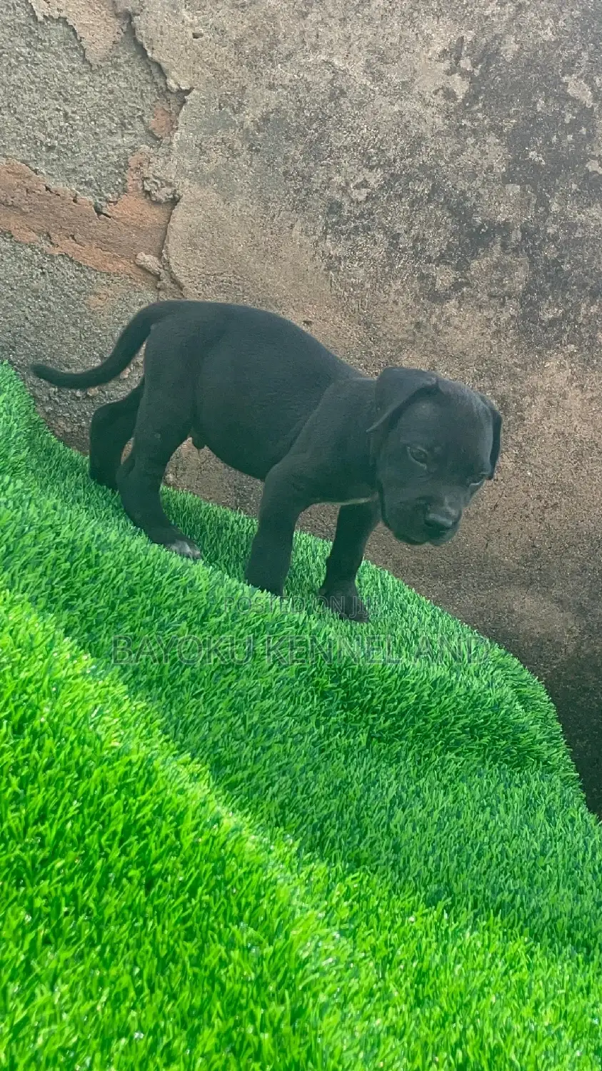 1-3 months Male Purebred Cane Corso