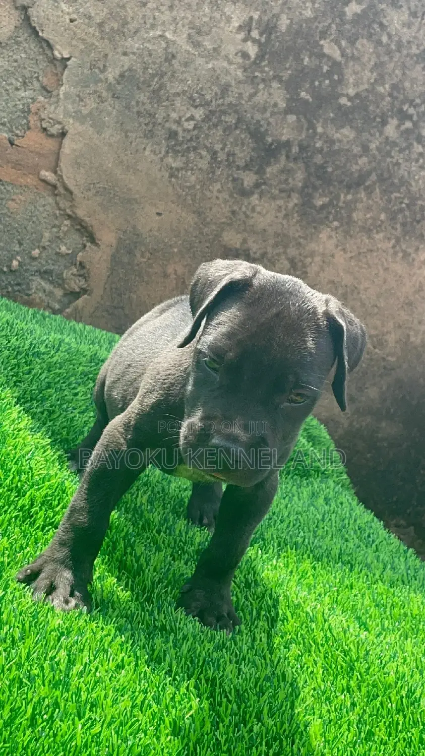 1-3 months Male Purebred Cane Corso