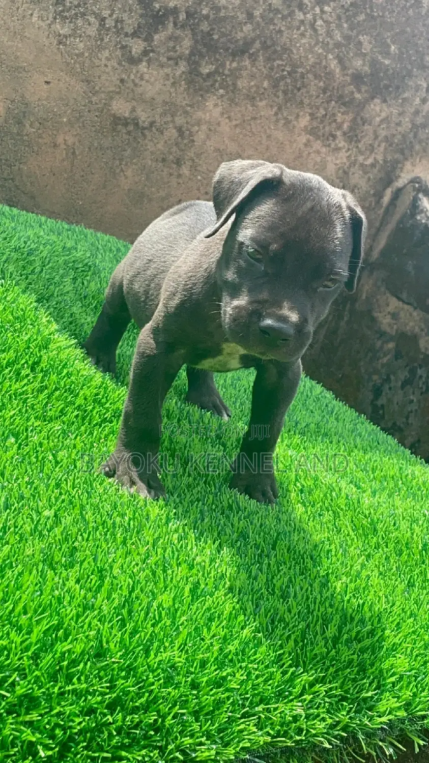 1-3 months Male Purebred Cane Corso