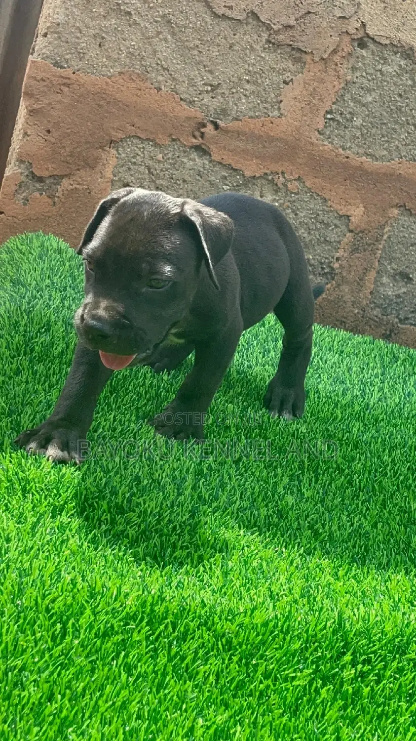 1-3 months Male Purebred Cane Corso