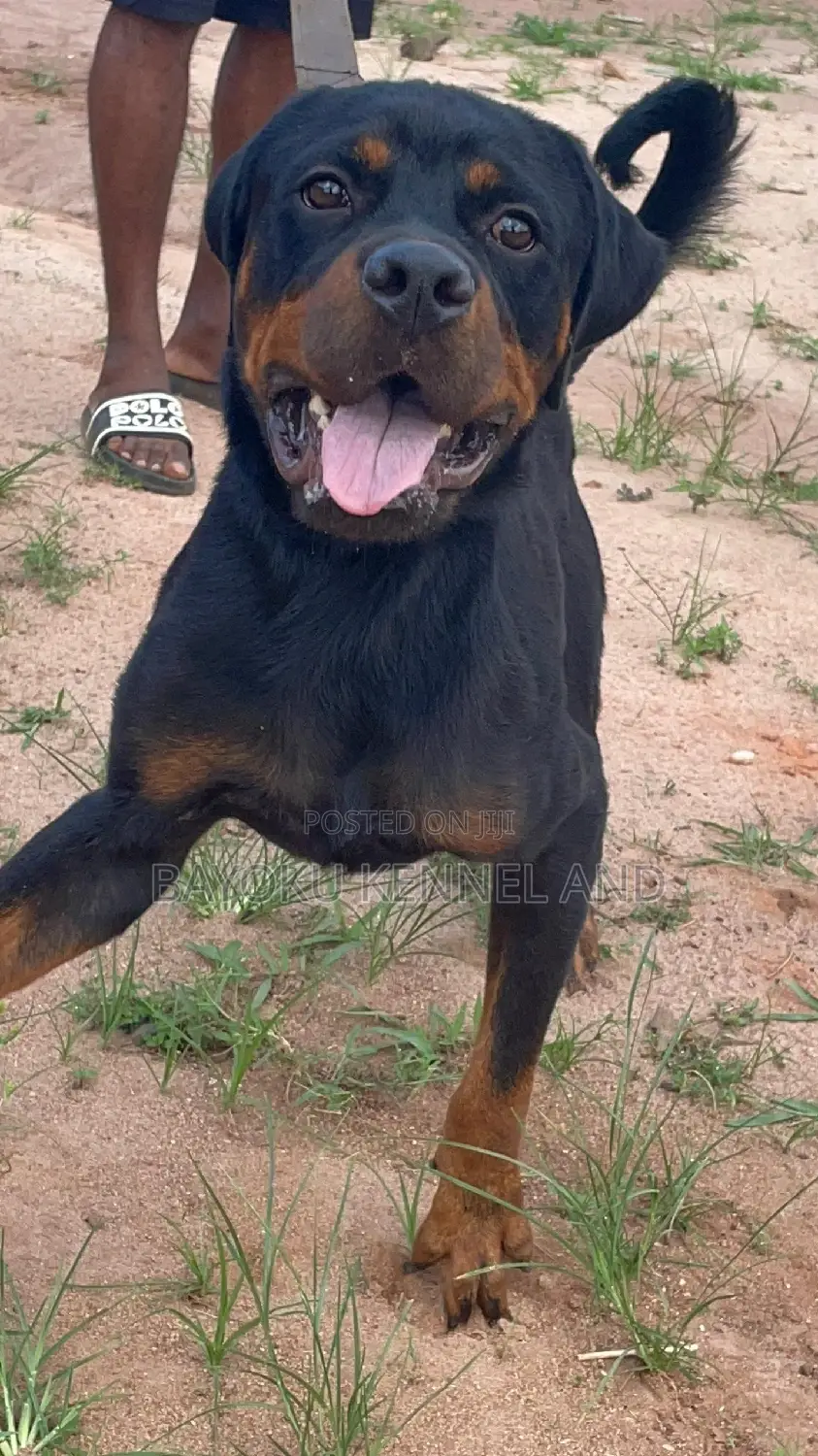 1+ year Male Purebred Rottweiler