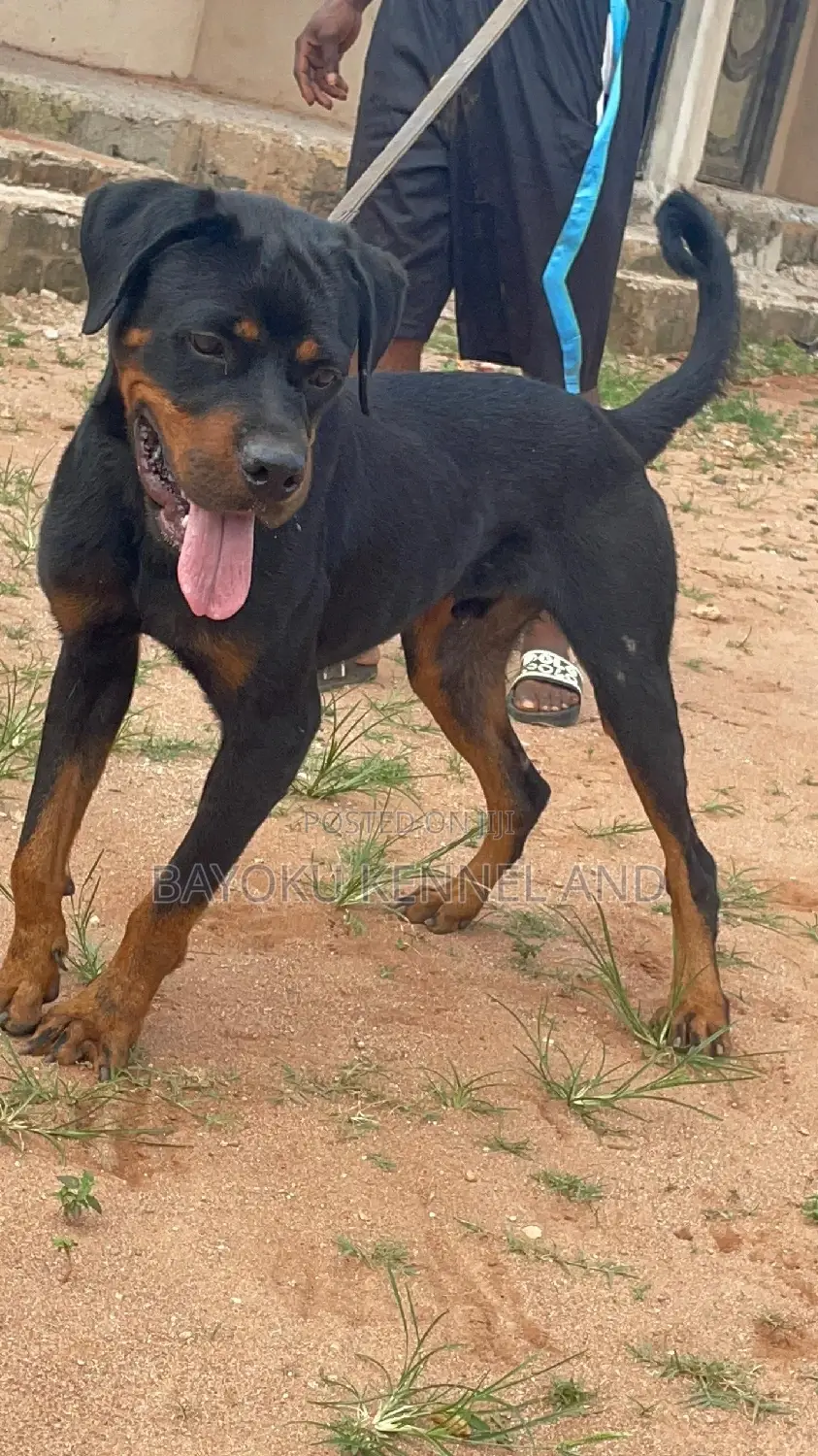 1+ year Male Purebred Rottweiler