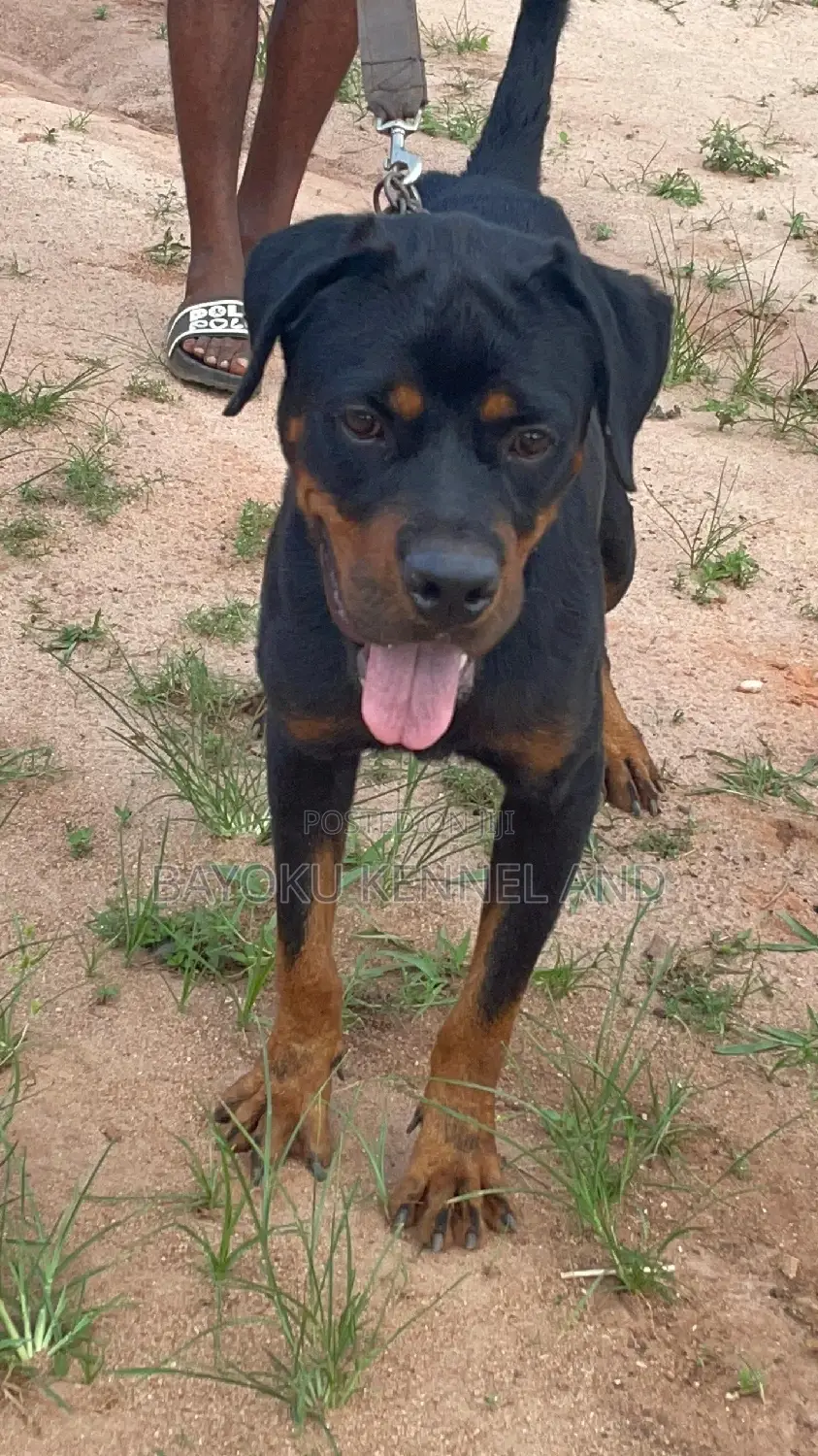 1+ year Male Purebred Rottweiler