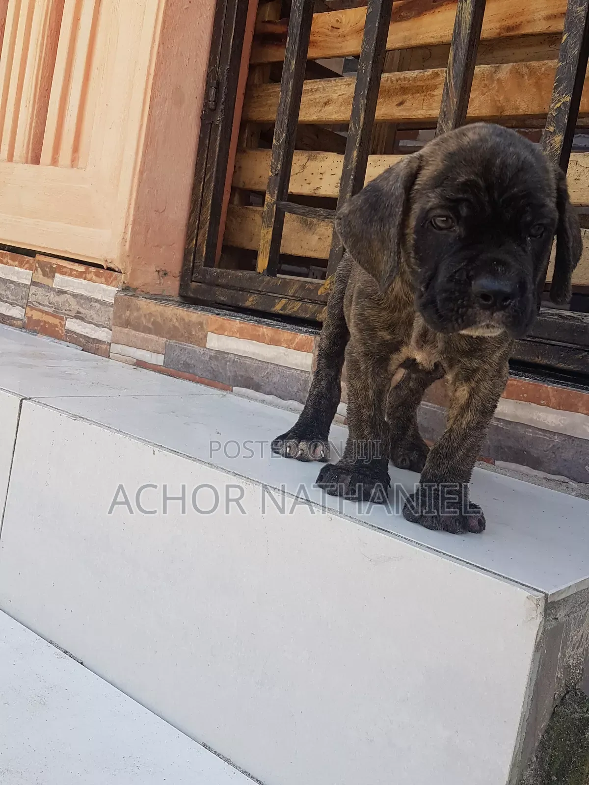 1-3 months Male Purebred Boerboel