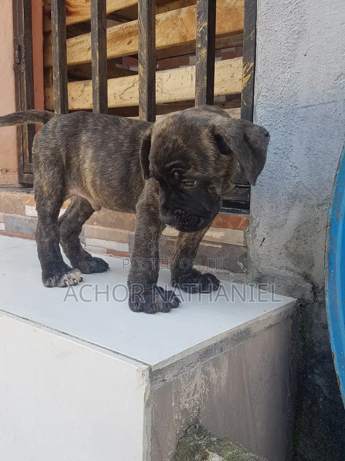 1-3 months Male Purebred Boerboel