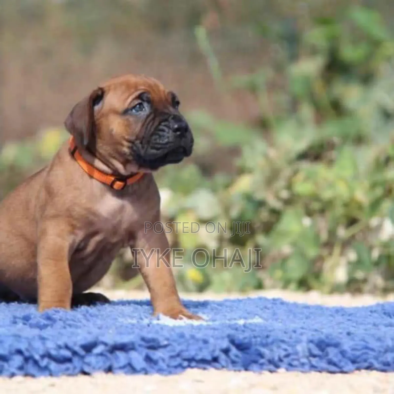 1-3 months Female Purebred Boerboel
