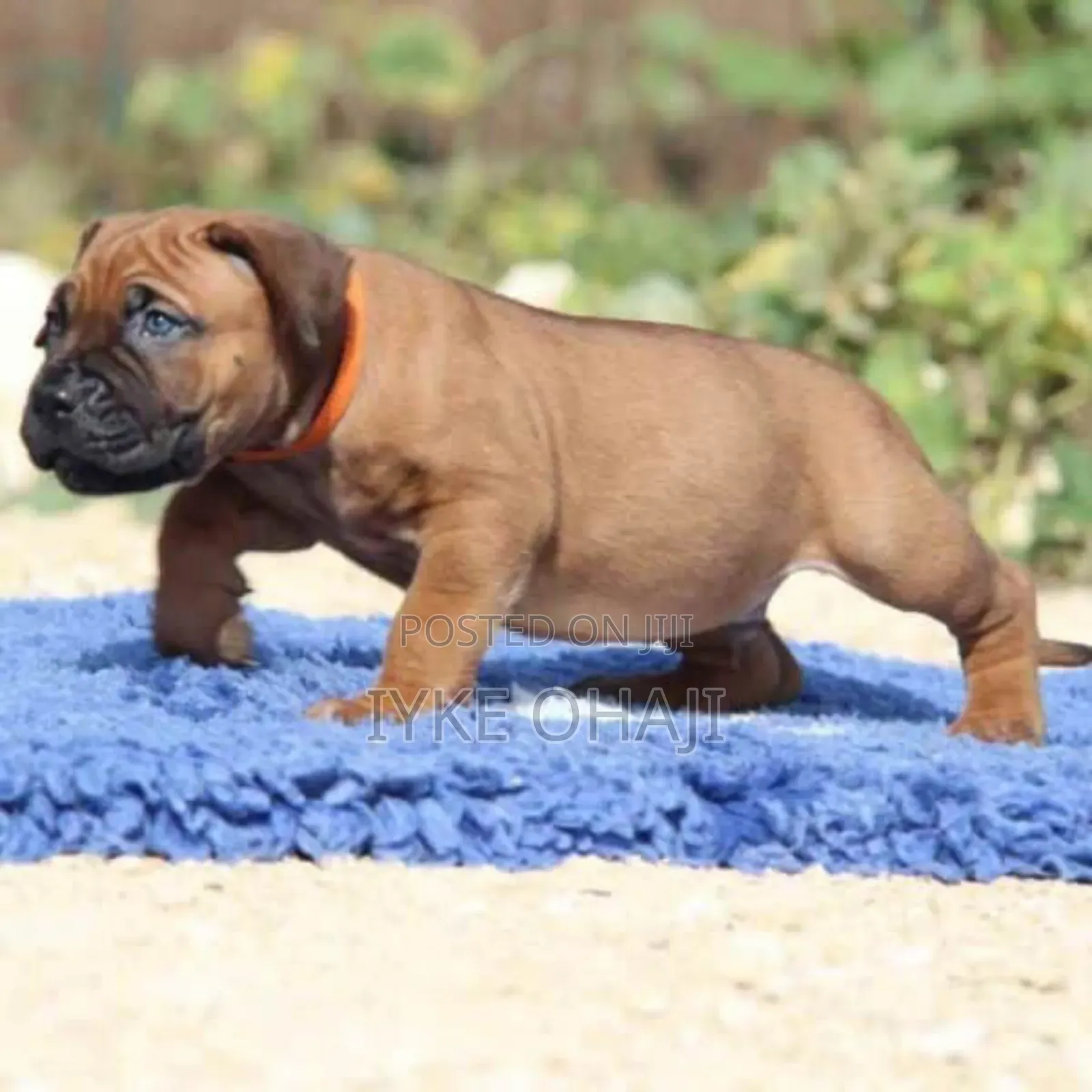 1-3 months Female Purebred Boerboel