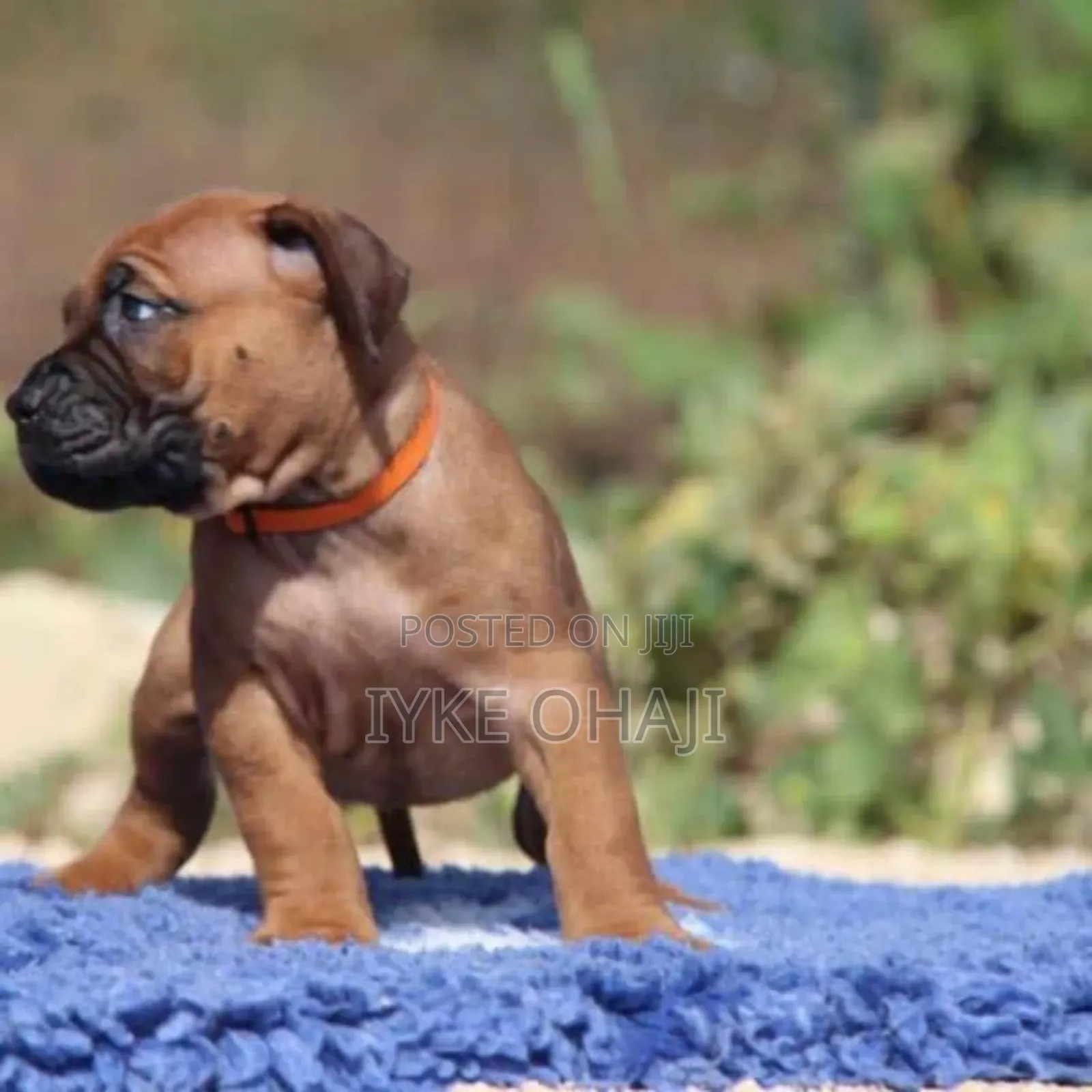 1-3 months Female Purebred Boerboel