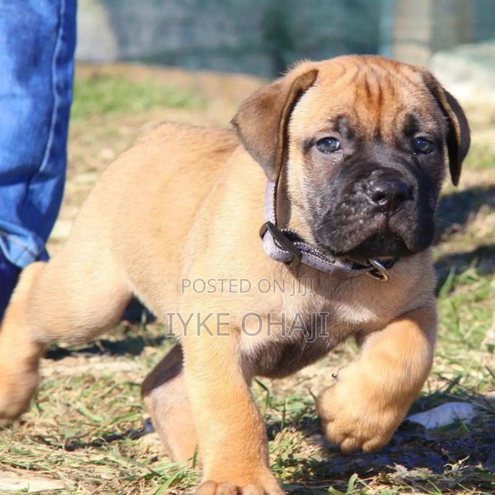 1-3 months Female Purebred Boerboel