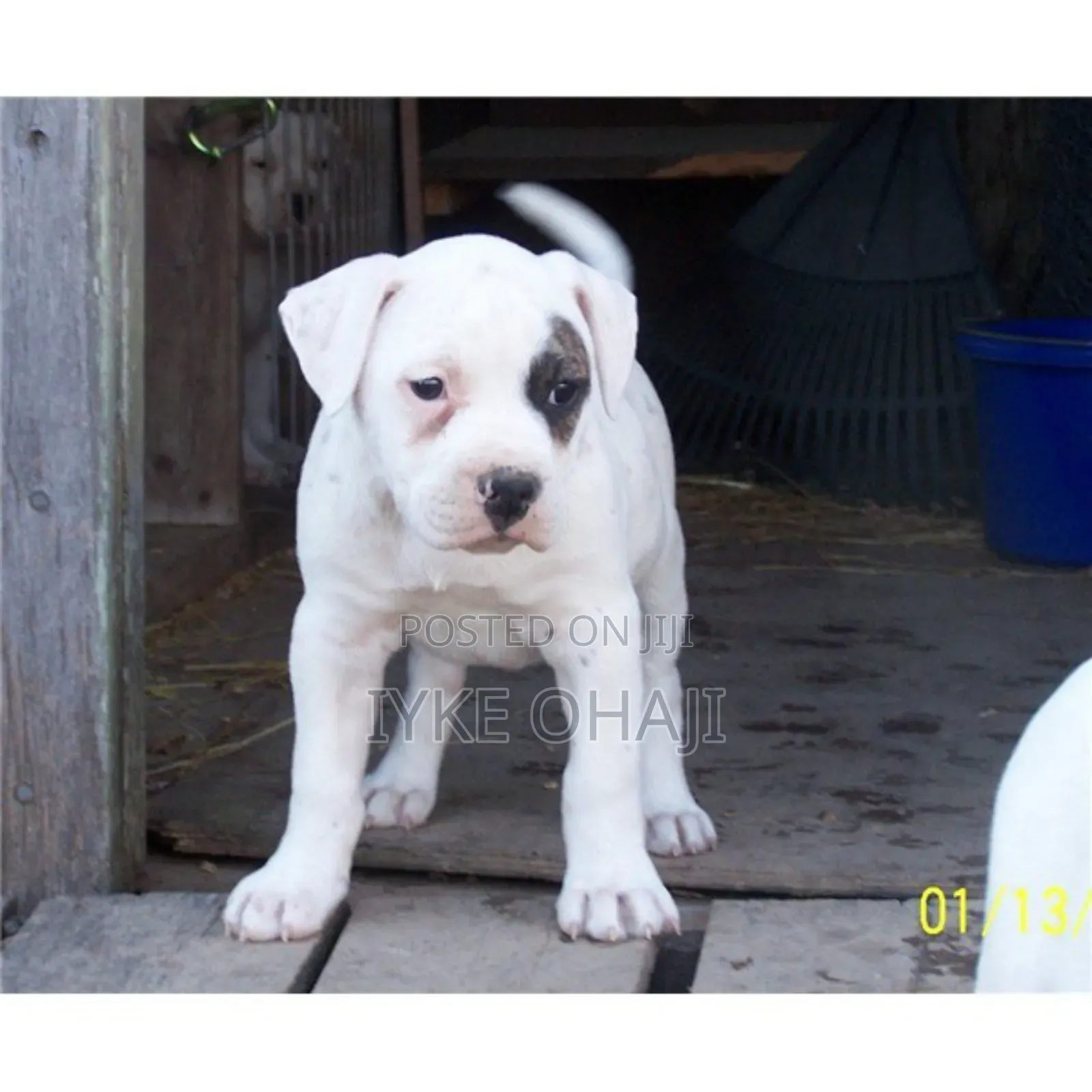 1-3 months Male Purebred American Pit Bull Terrier