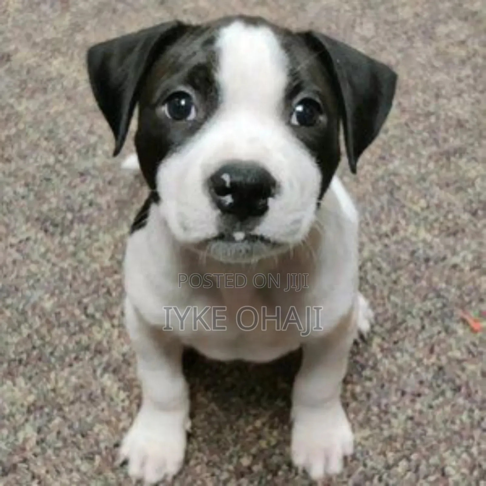 1-3 months Male Purebred American Pit Bull Terrier