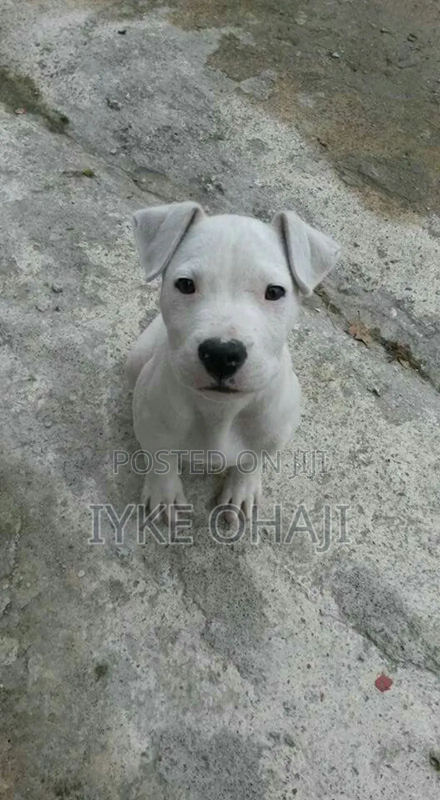 1-3 months Male Purebred American Pit Bull Terrier