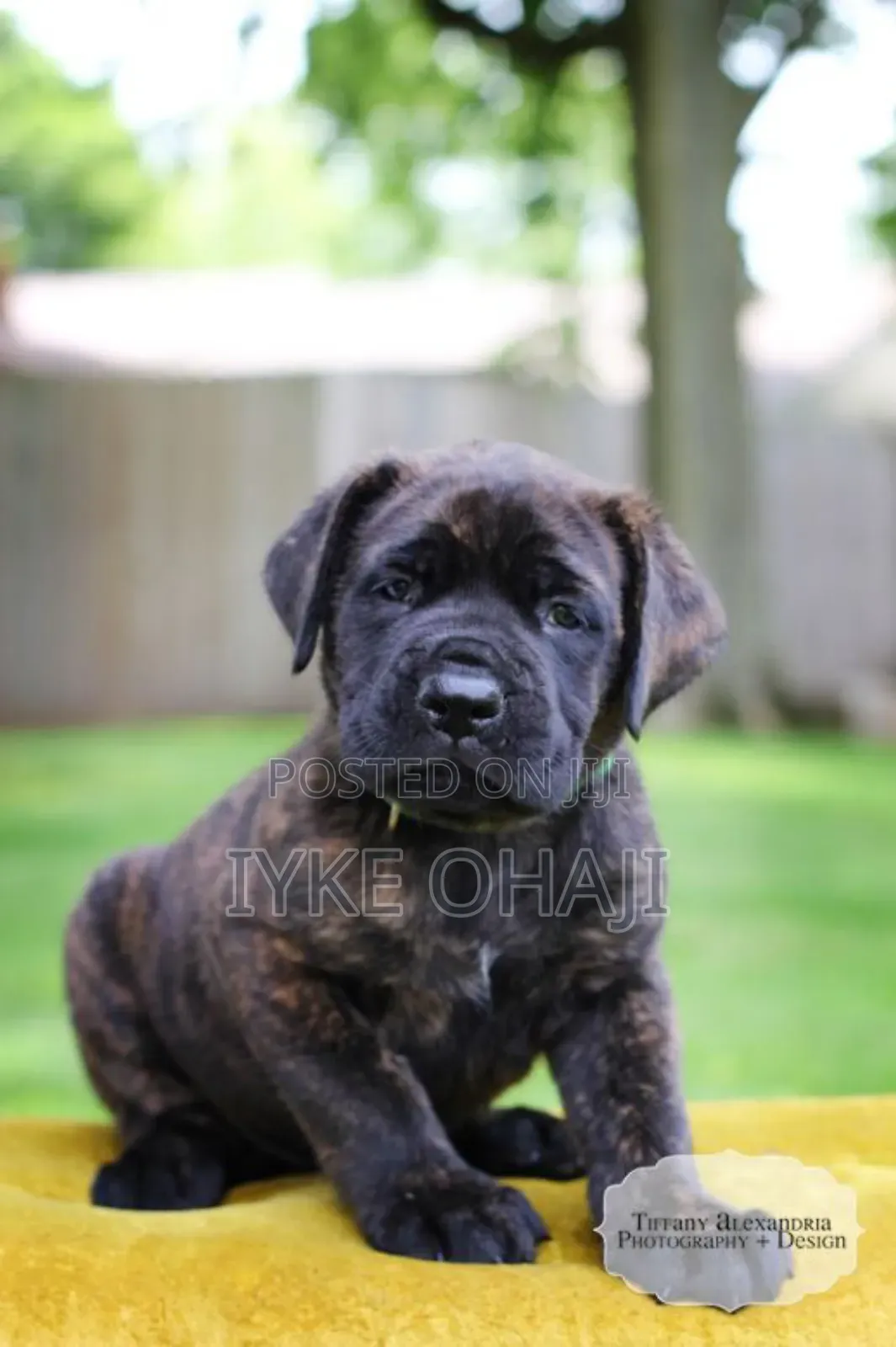 1-3 months Female Purebred Boerboel