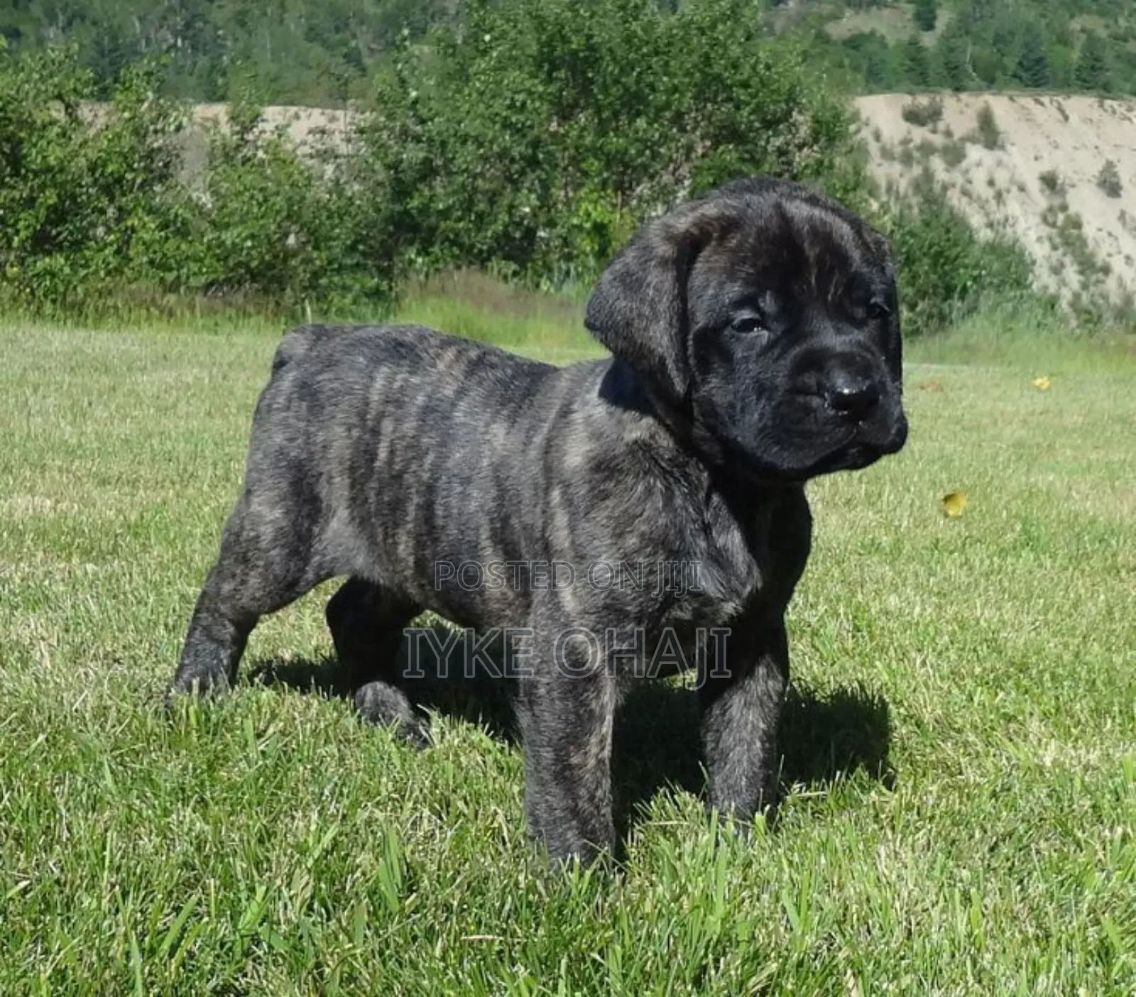 1-3 months Female Purebred Boerboel