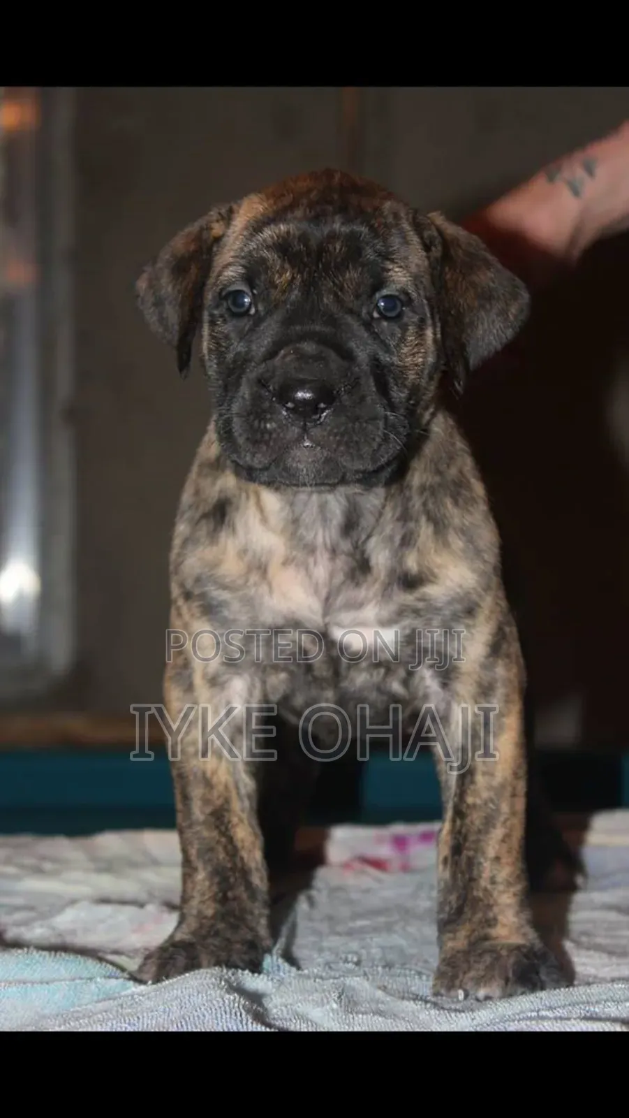 1-3 months Female Purebred Boerboel