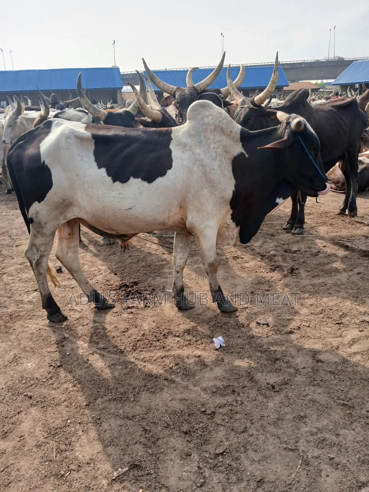 Giant and Healthy Cows