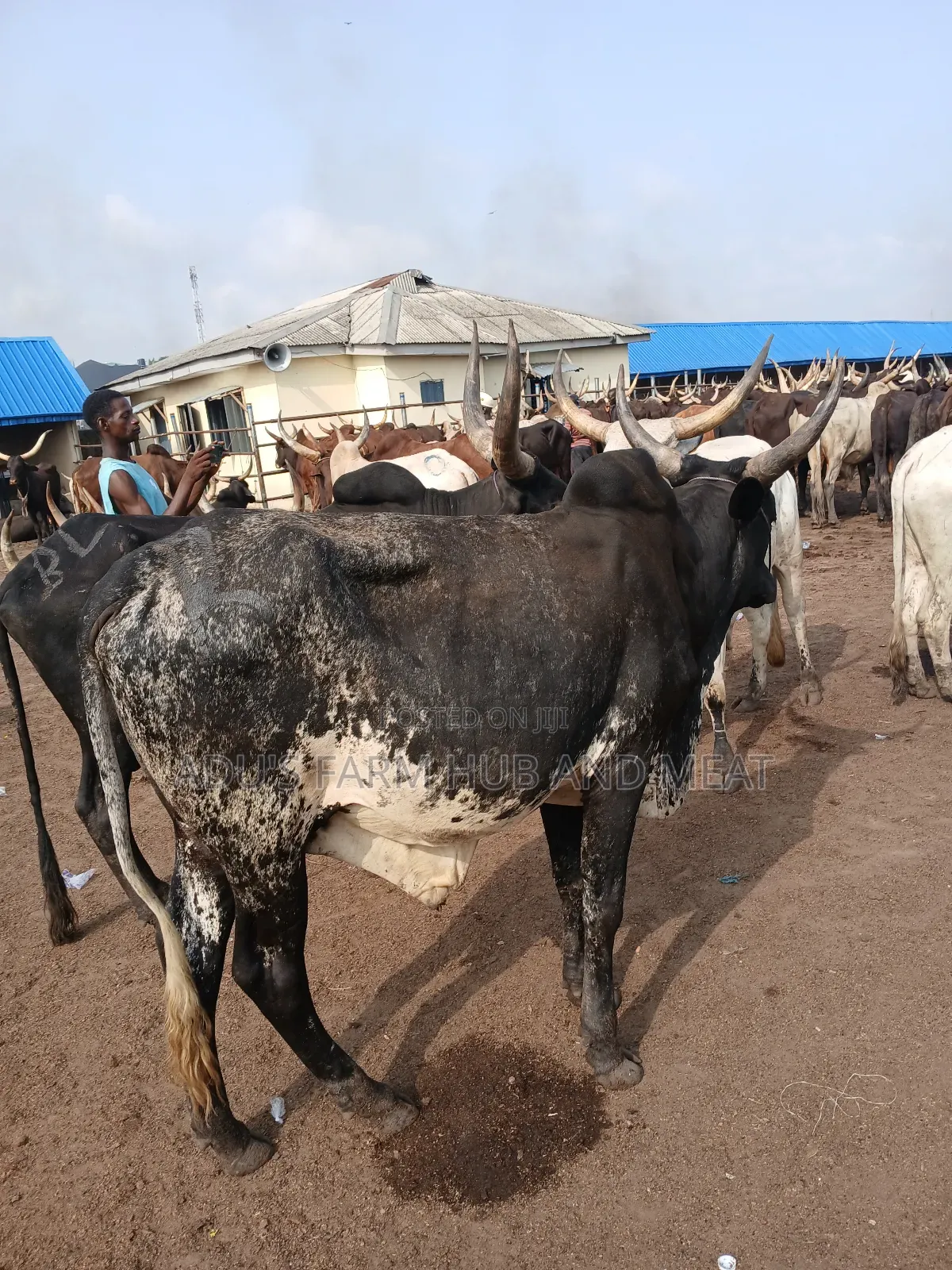 Giant and Healthy Cows