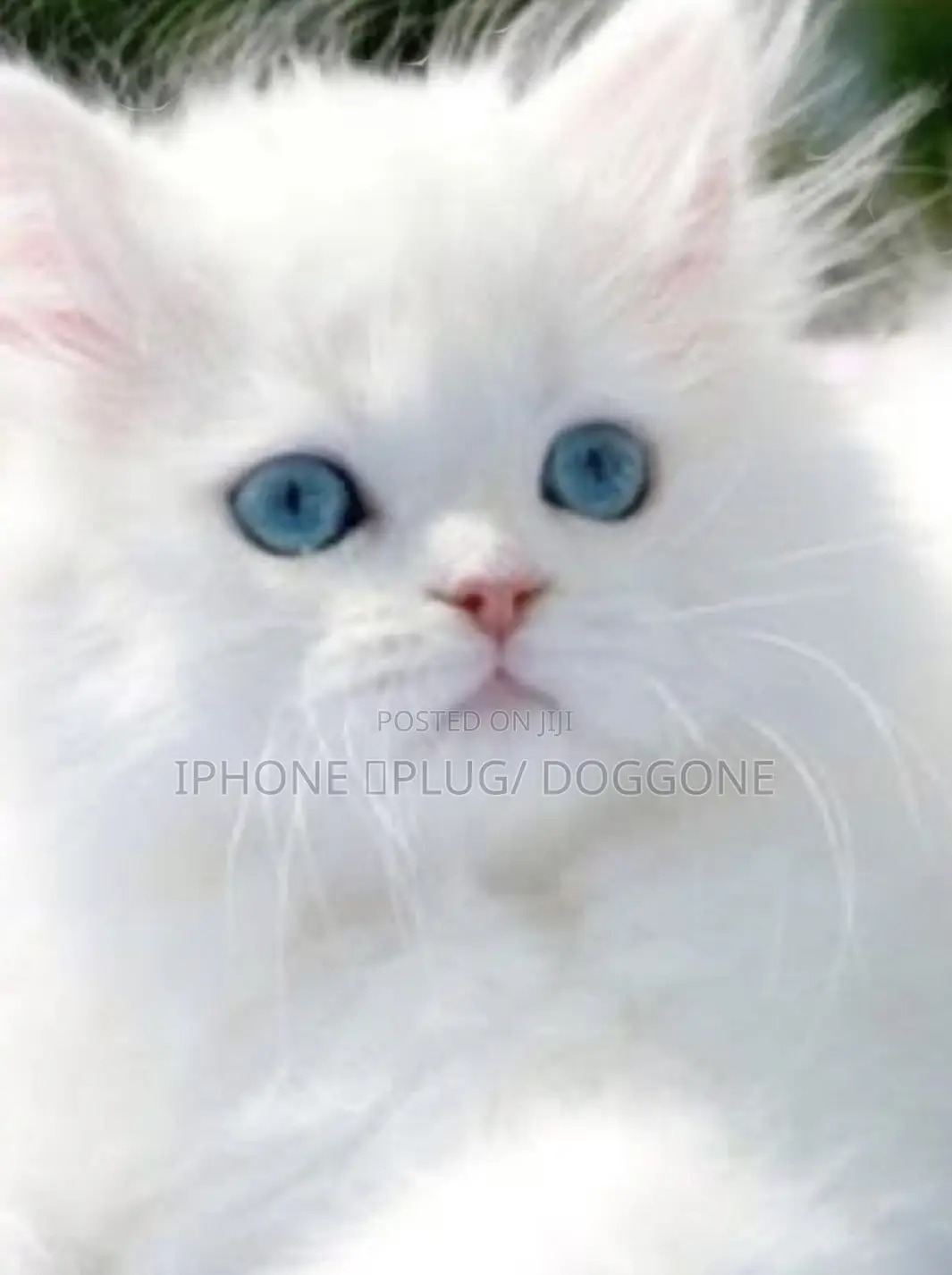 1-3 months Male Purebred Persian