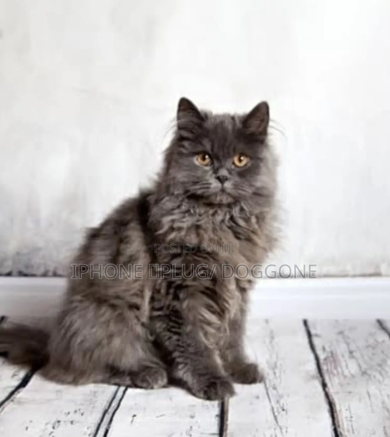 1-3 months Male Purebred Persian
