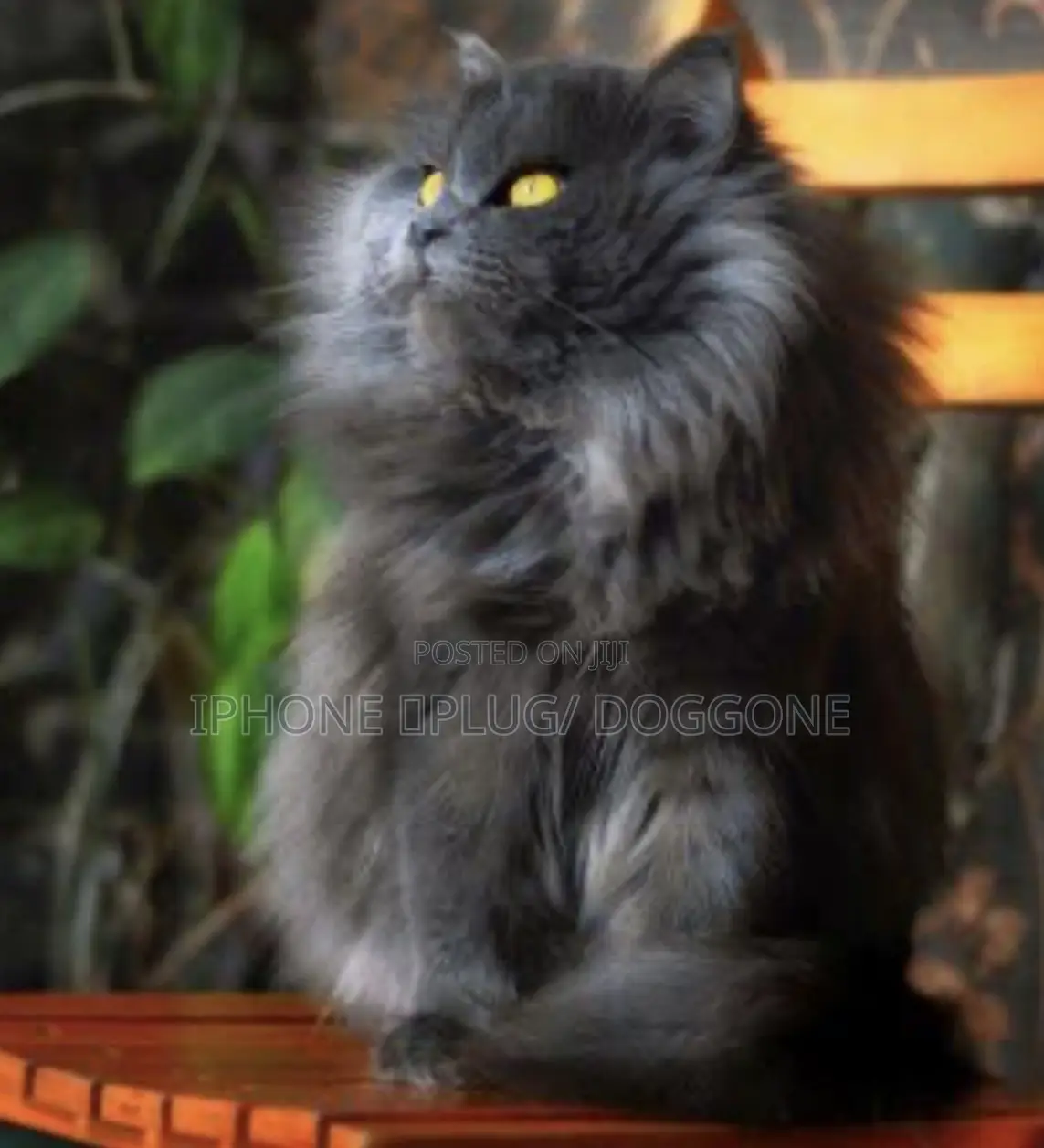 1-3 months Male Purebred Persian