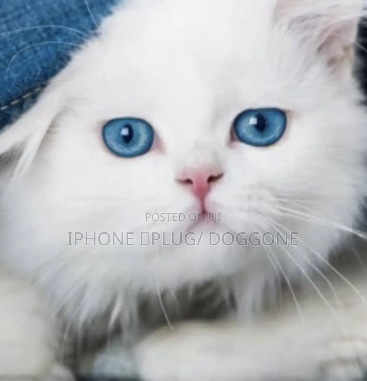 1-3 months Male Purebred Persian