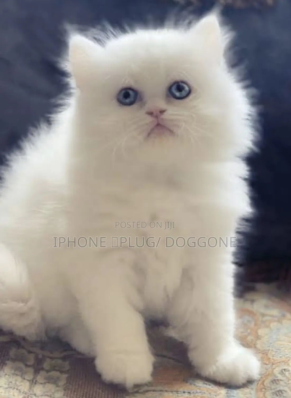 1-3 months Female Purebred Persian