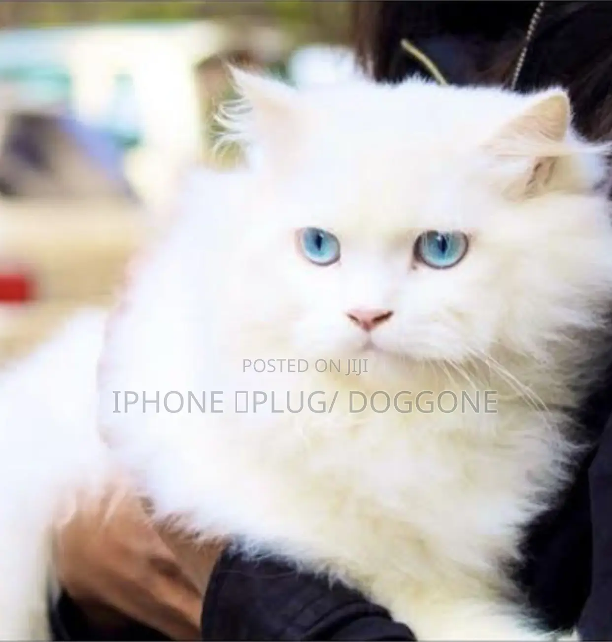 1-3 months Female Purebred Persian