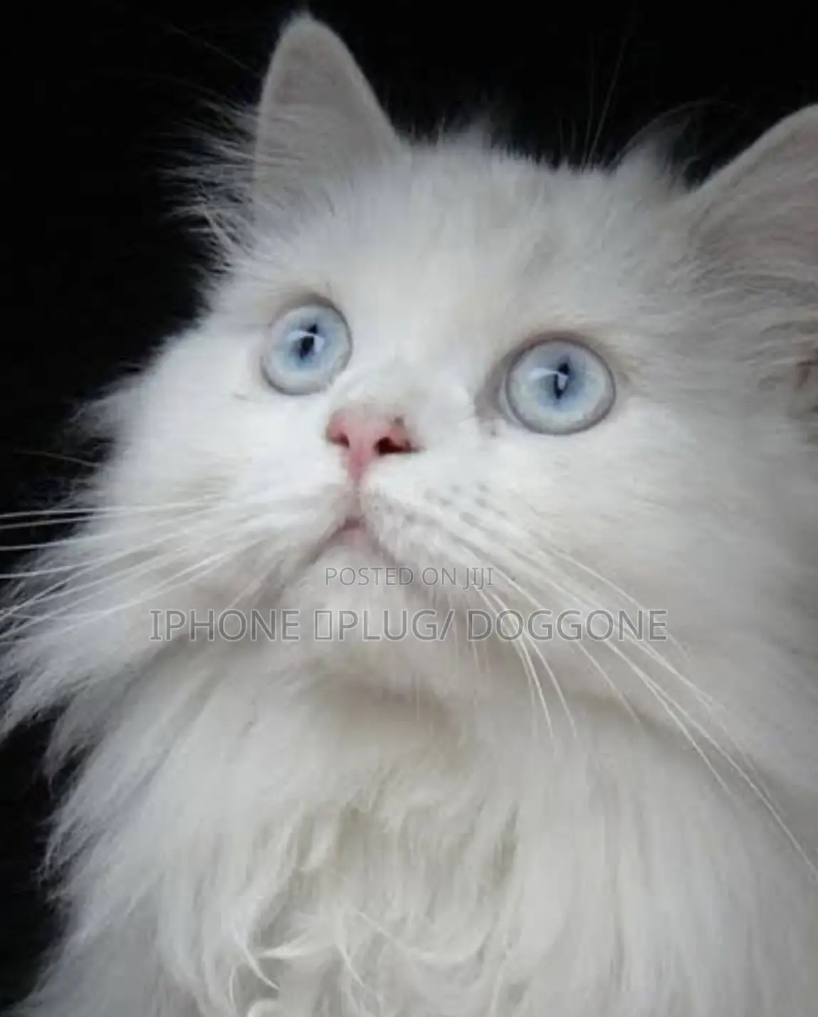 1-3 months Female Purebred Persian