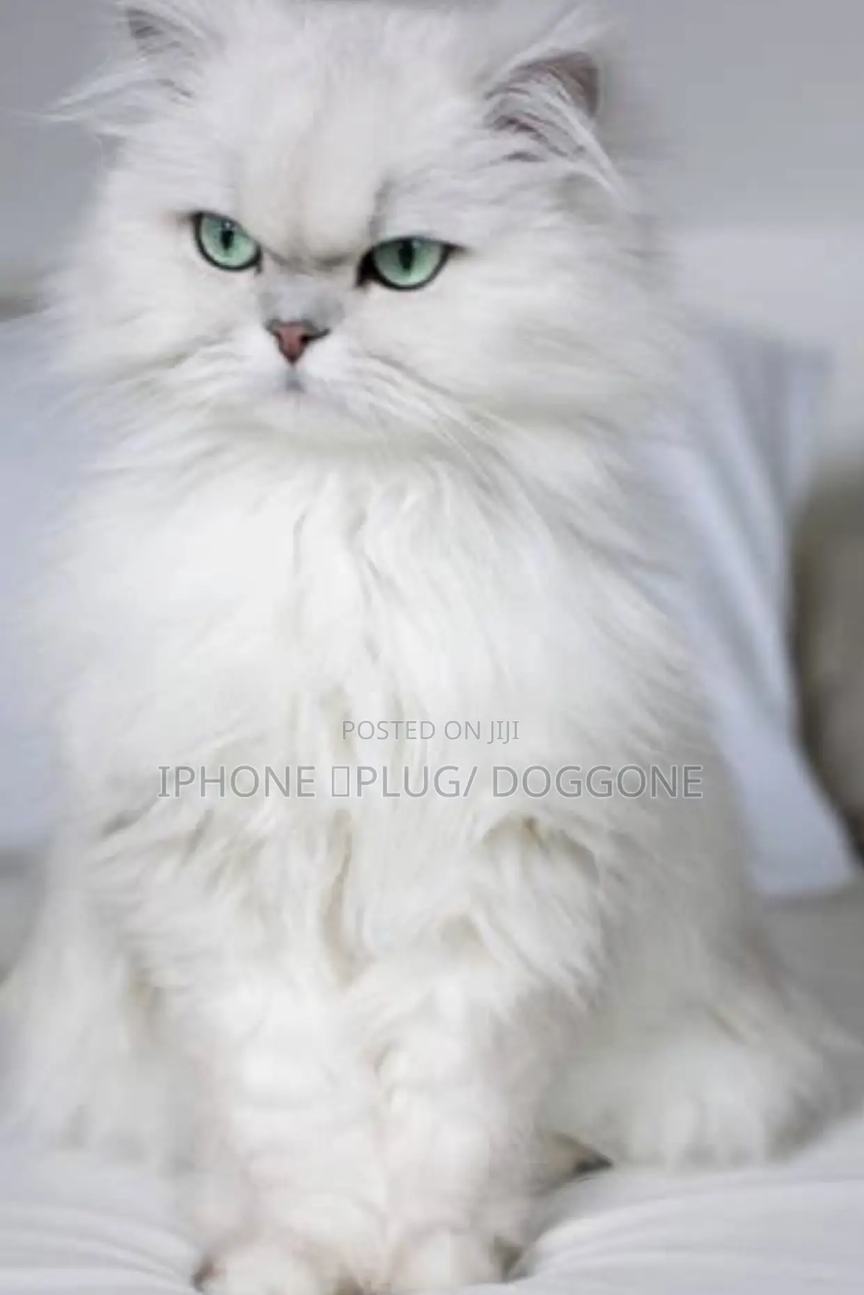 1-3 months Female Purebred Persian