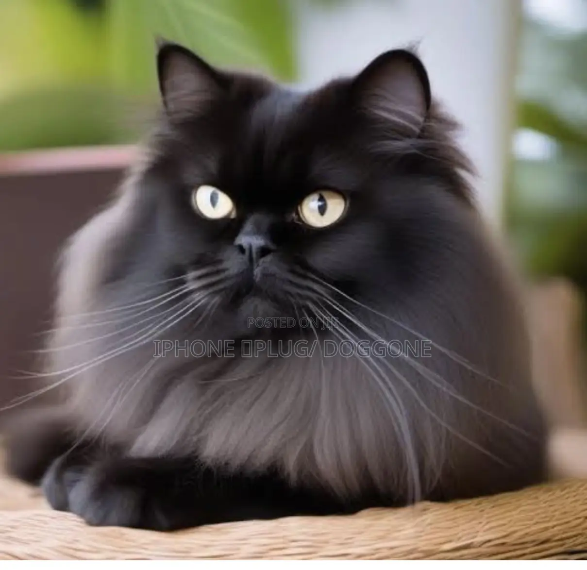 1-3 months Female Purebred Persian