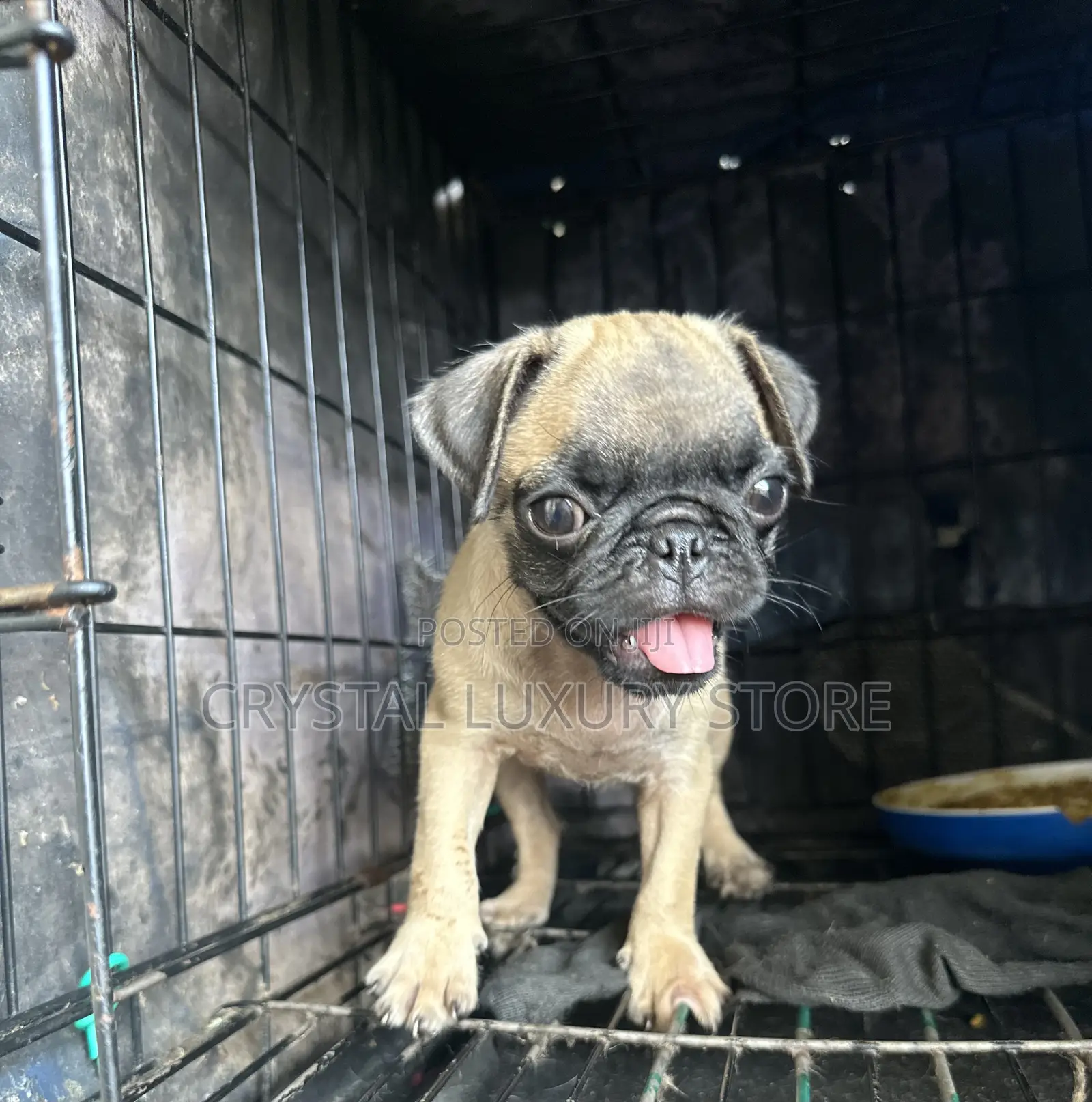 1-3 months Female Purebred Pug